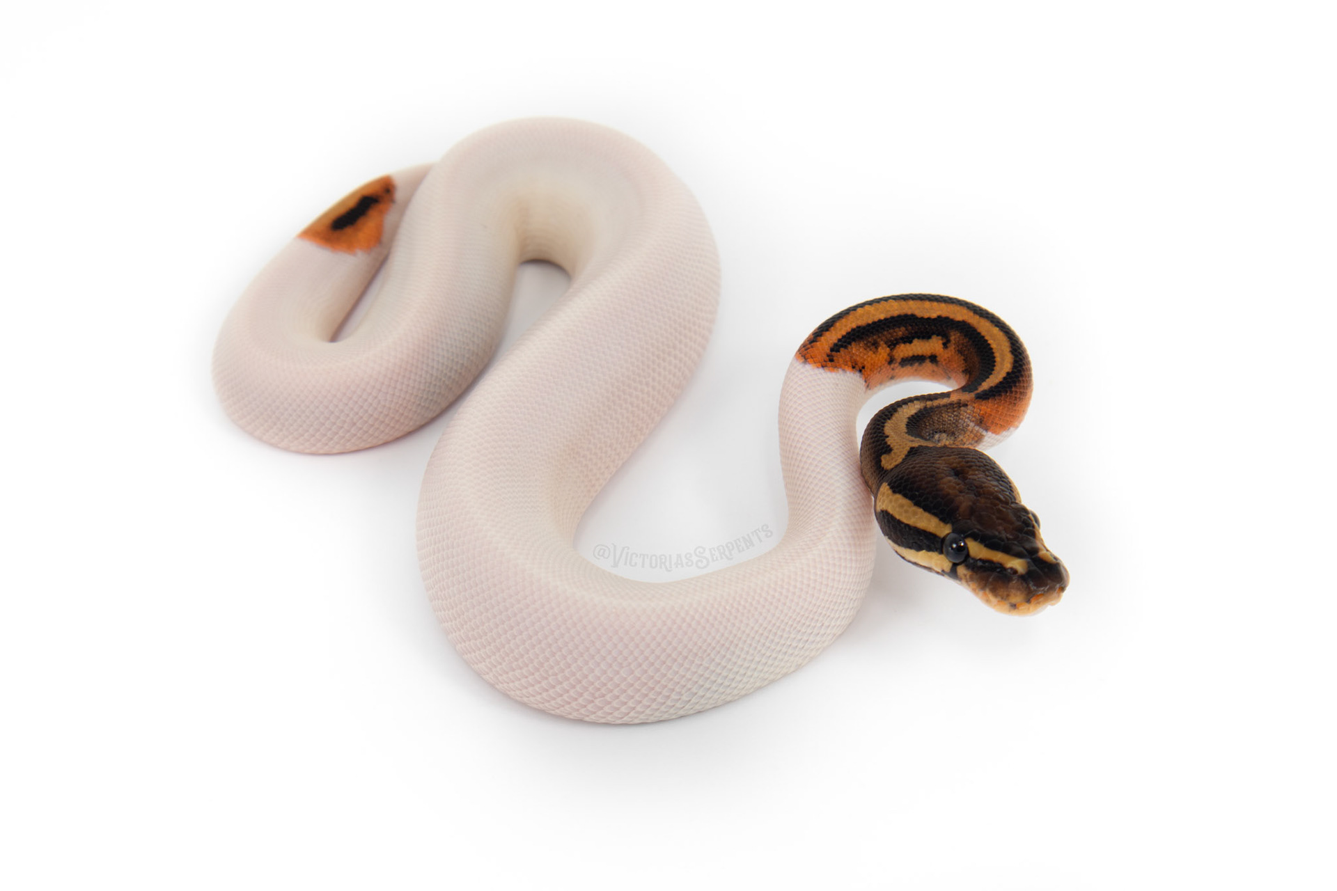 1.0 Pied DH DG Hypo