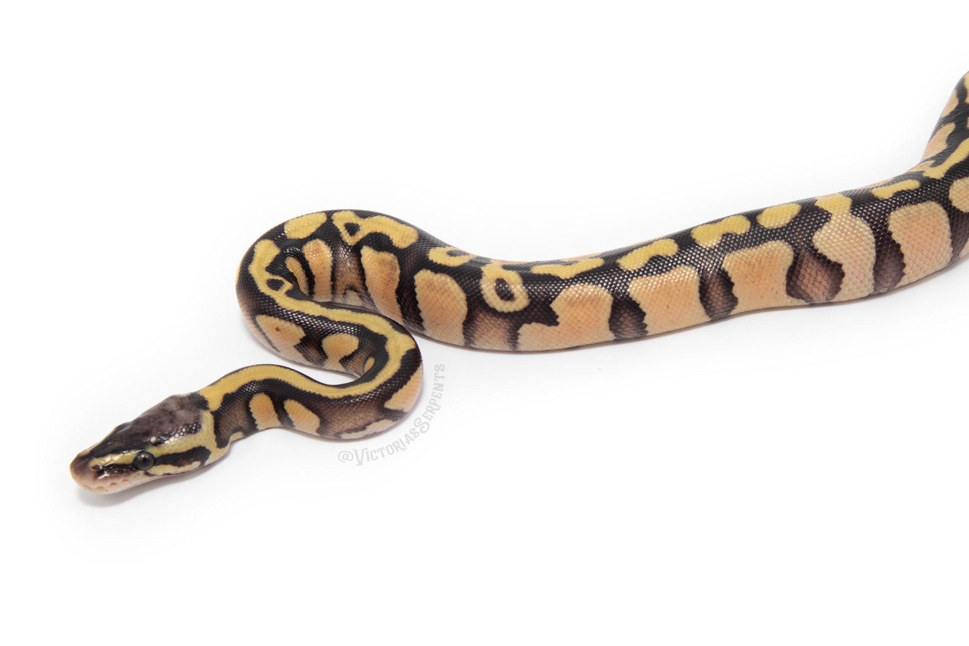 1.0 Pastel Enchi Mahogany (GeneX) het Pied
