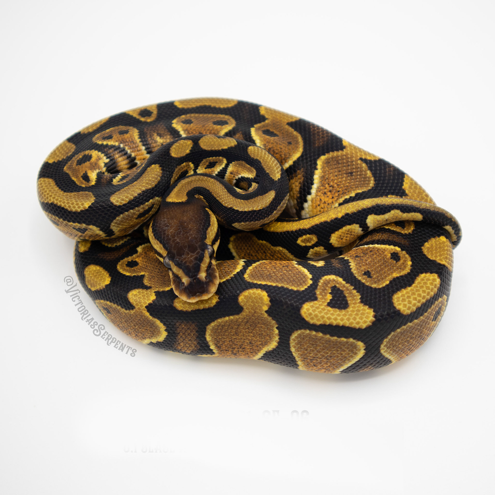 0.1 (Blade) het Clown 66% het Pied 50% het Hypo (#VS20-01-5)