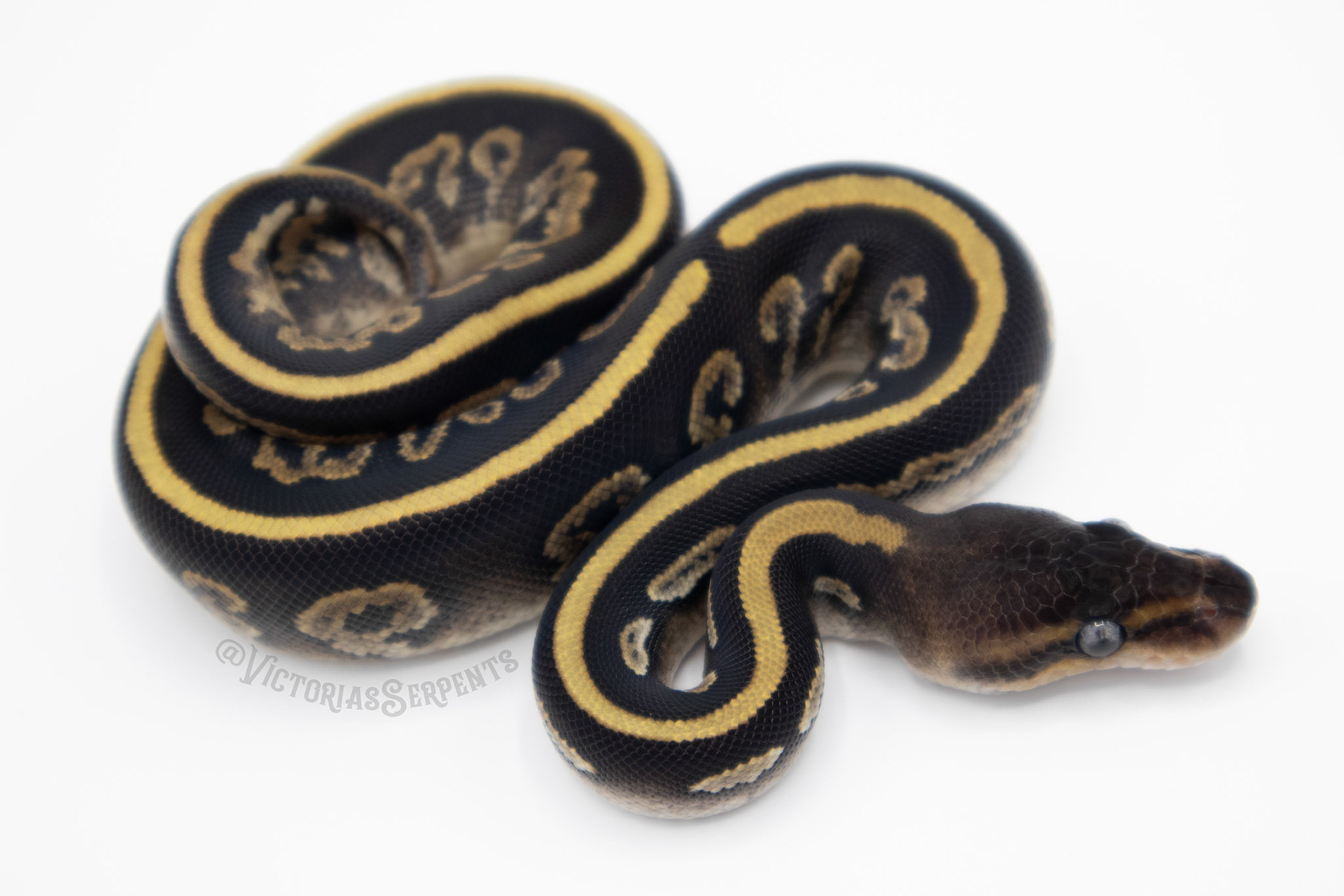 0.1 Mahogany Mystic 50% het Pied (#VS21-01-1)