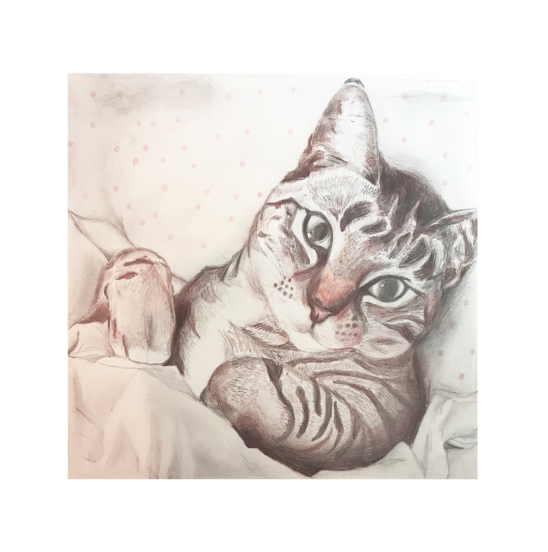 Morning, cat - colour pencil