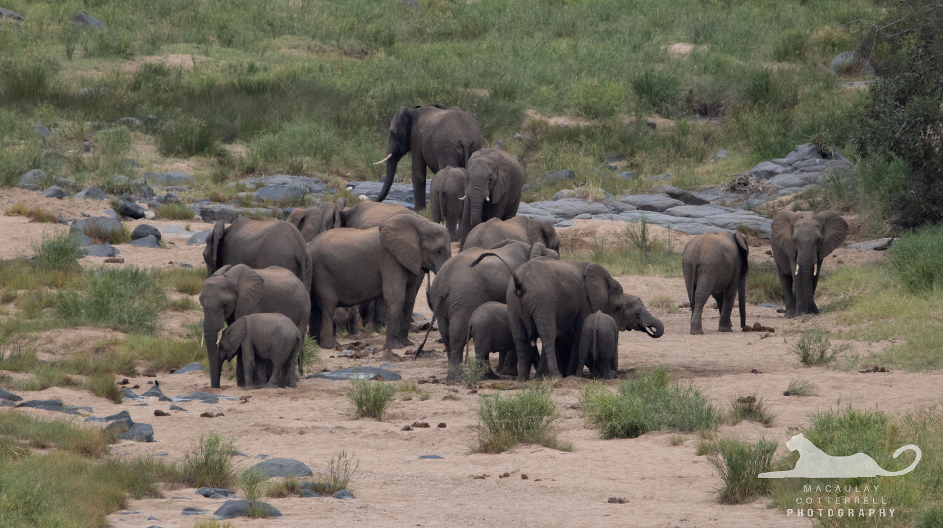 SA008 - African Savanna Elephant