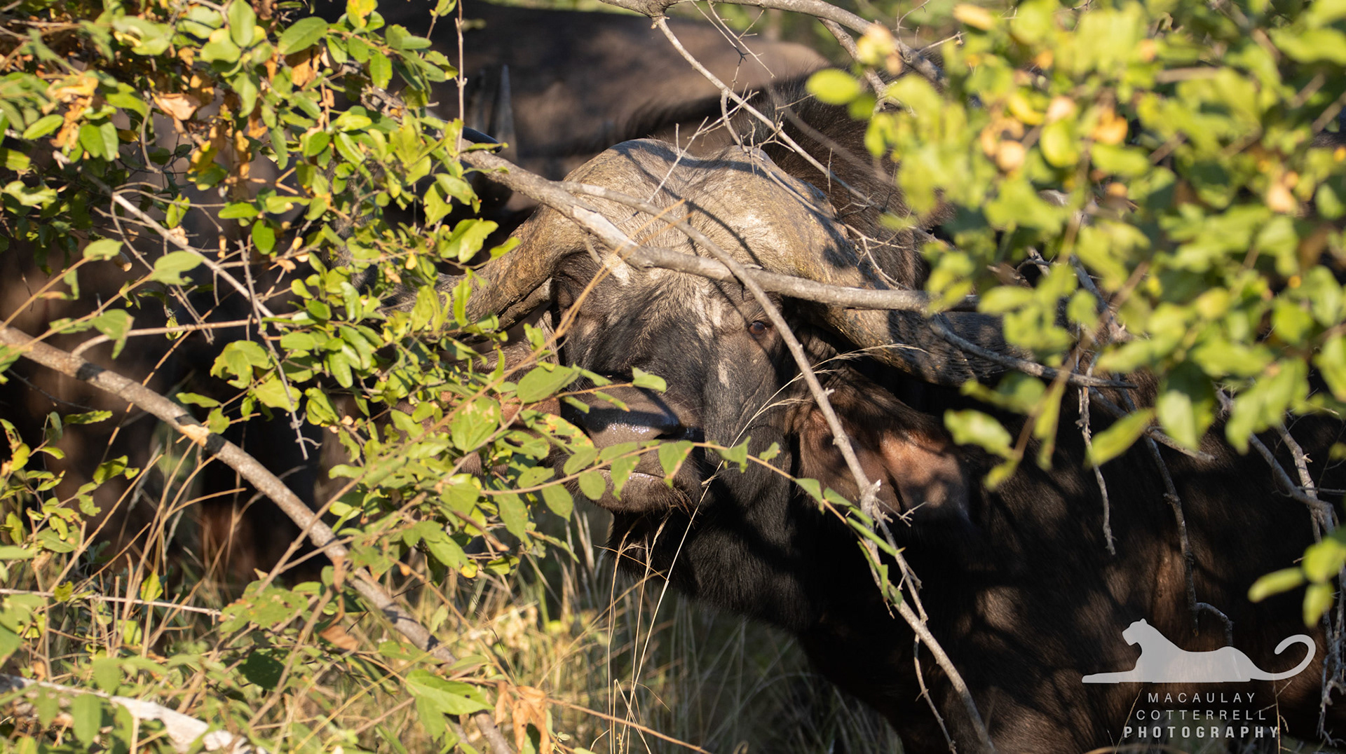 SA034 - Cape Buffalo