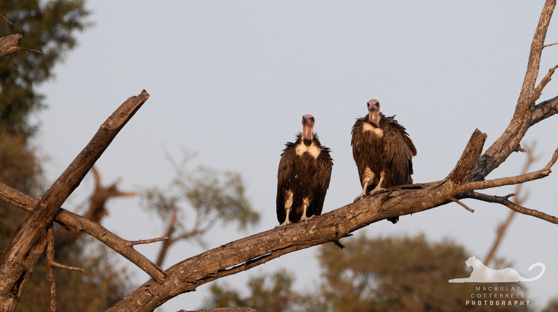 SA024 - Hooded Vulture