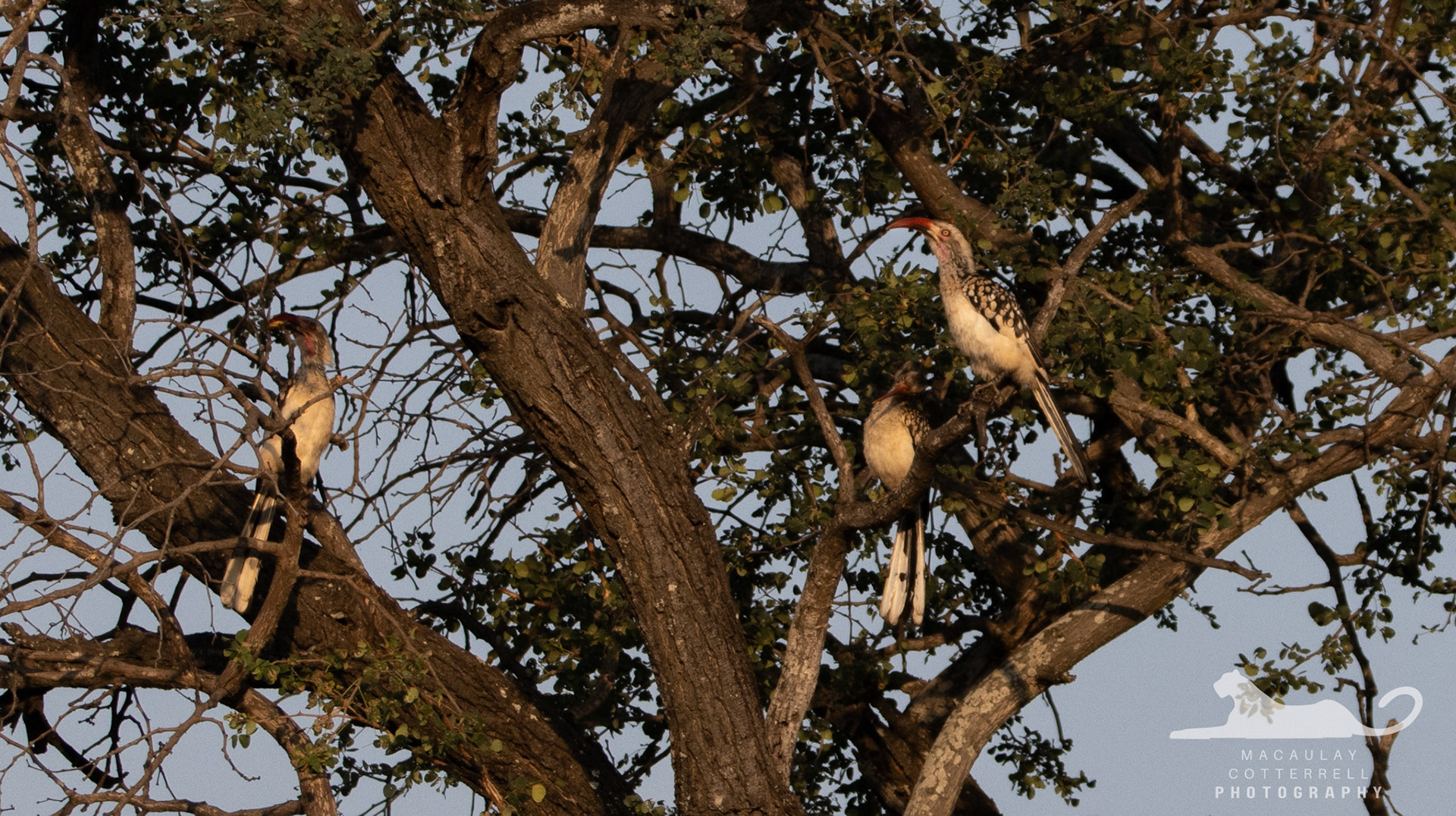SA026 - Red-Billed Hornbill