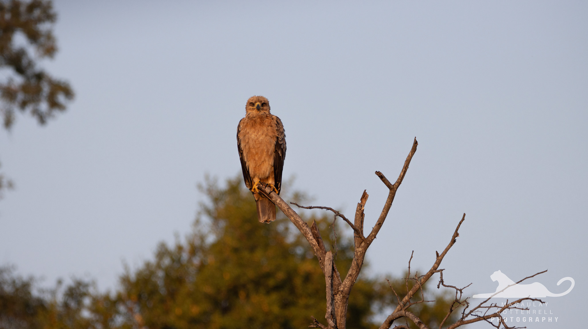SA025 - Tawny Eagle