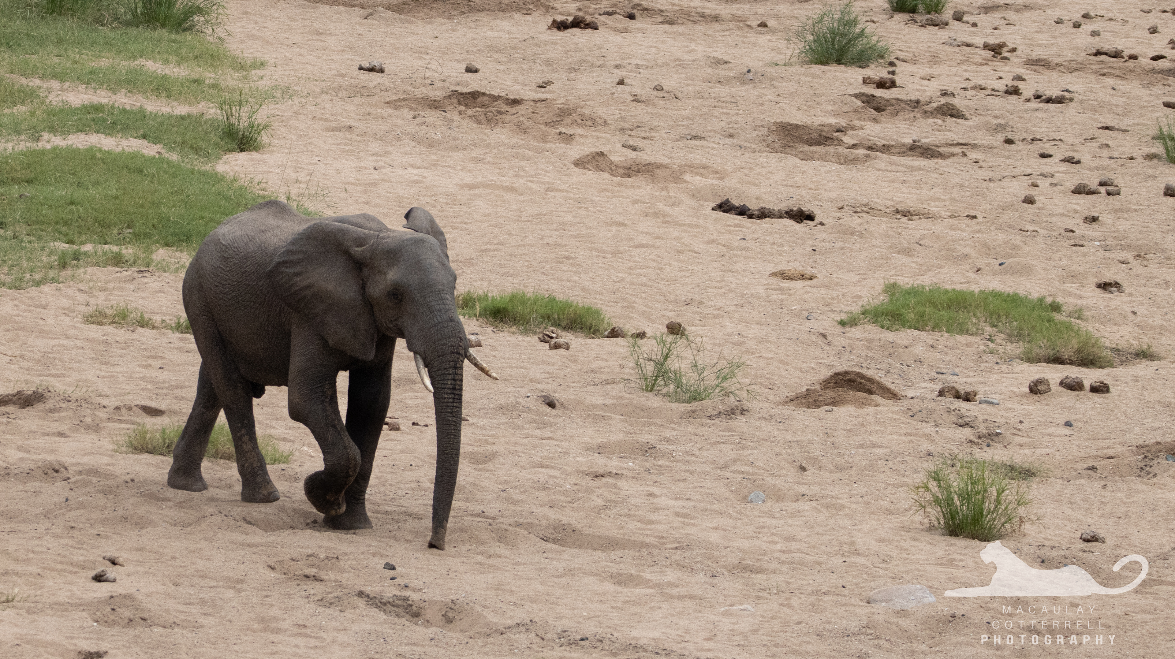 SA049 - African Savanna Elephant