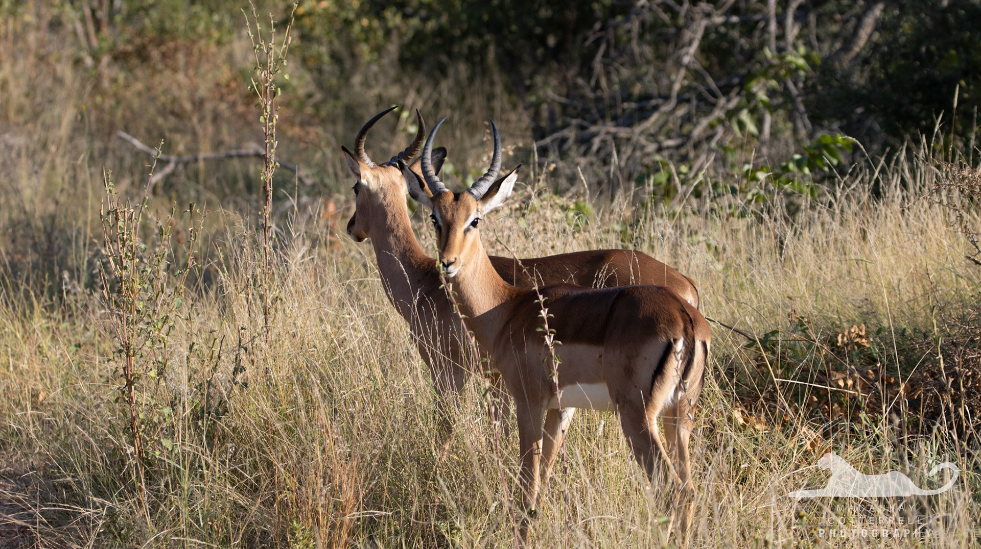 SA035 - Impala