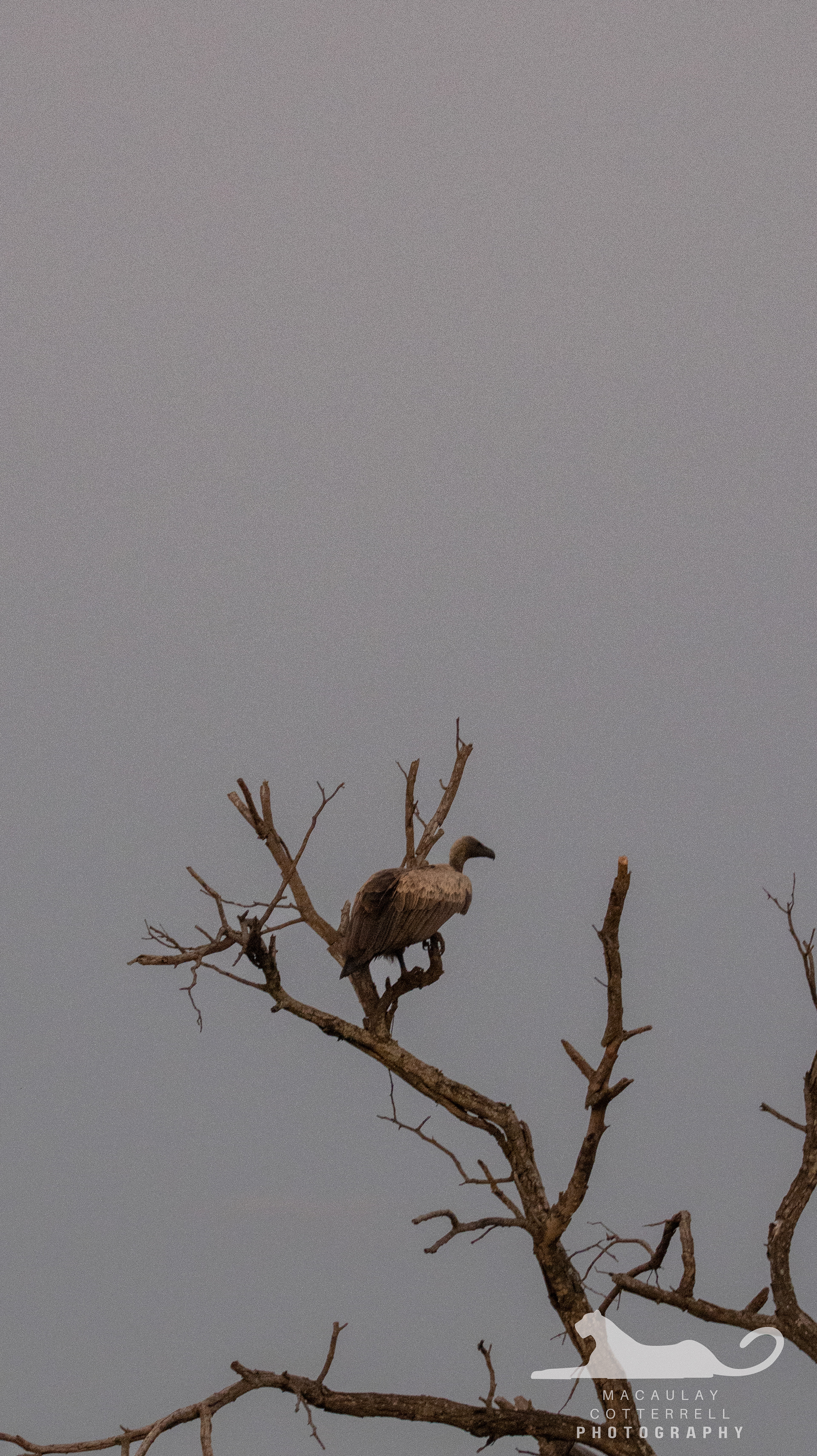 SA056 - White-Backed Vulture