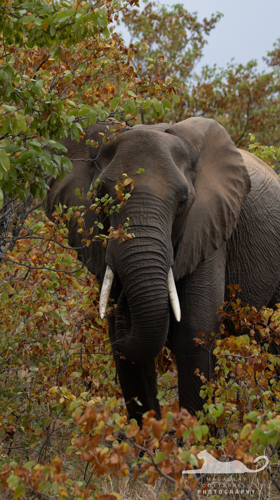 SA010 - African Savanna Elephant