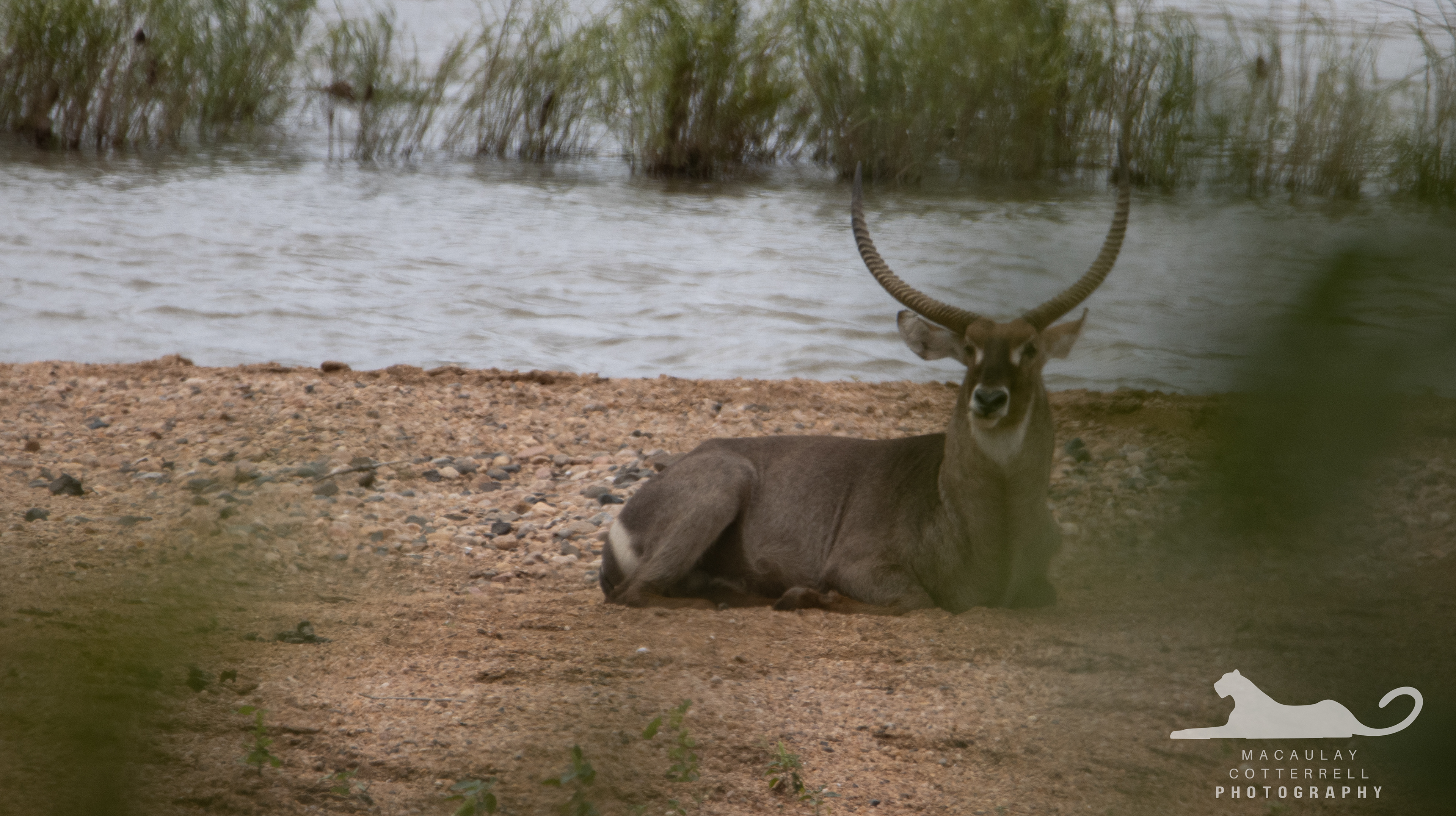 SA053 - Waterbuck