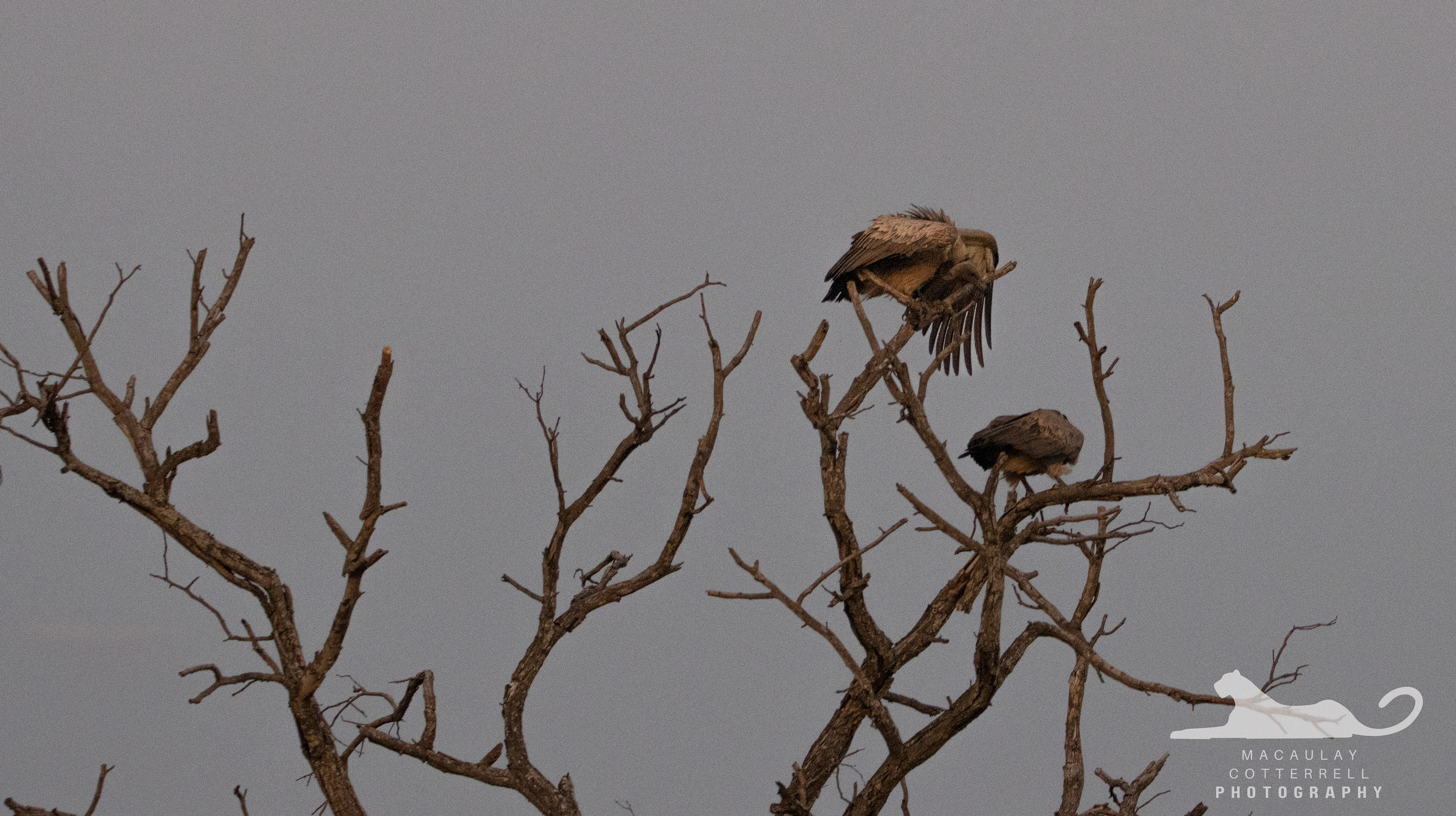 SA058 - White-Backed Vulture
