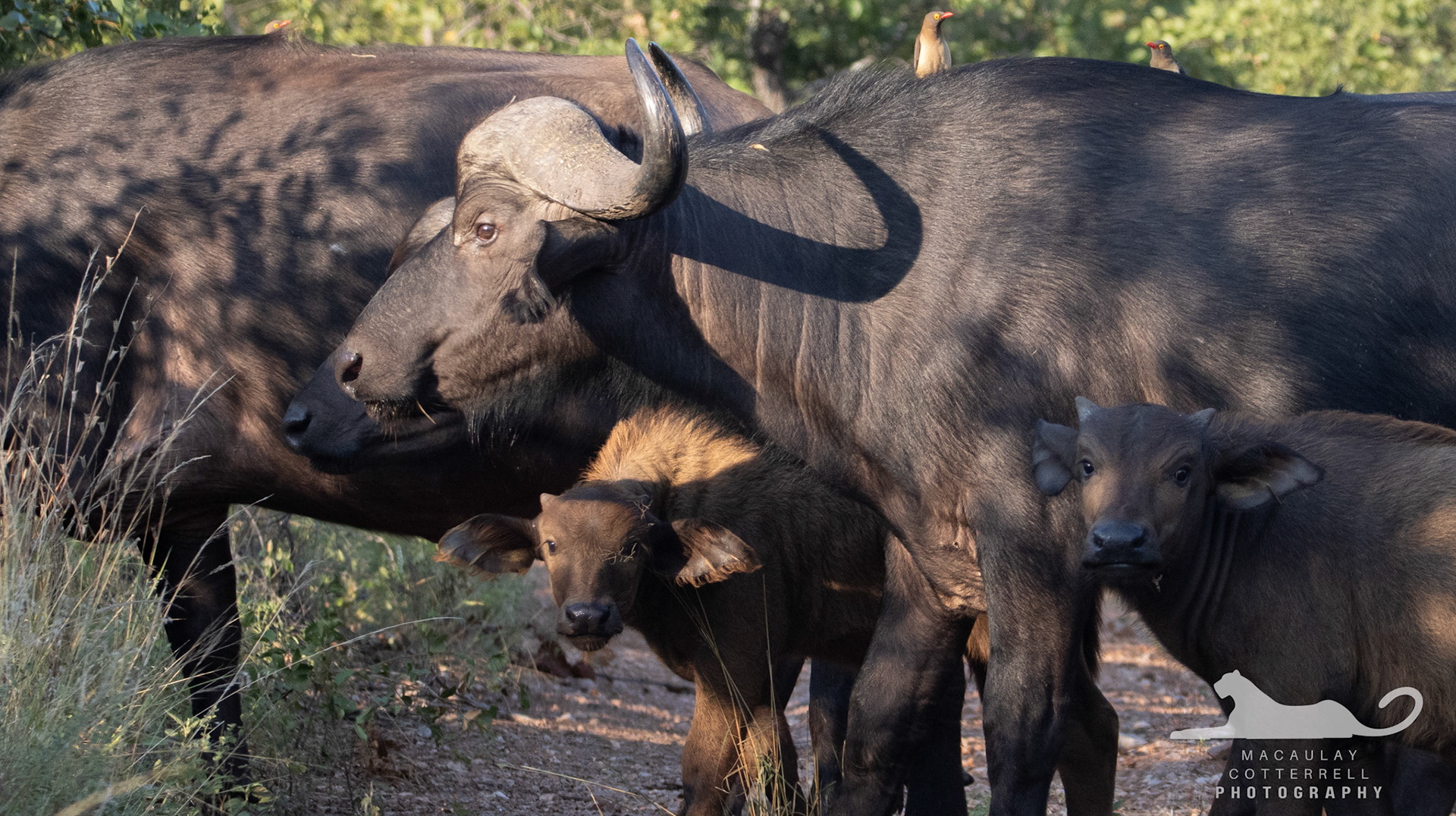 SA032 - Cape Buffalo