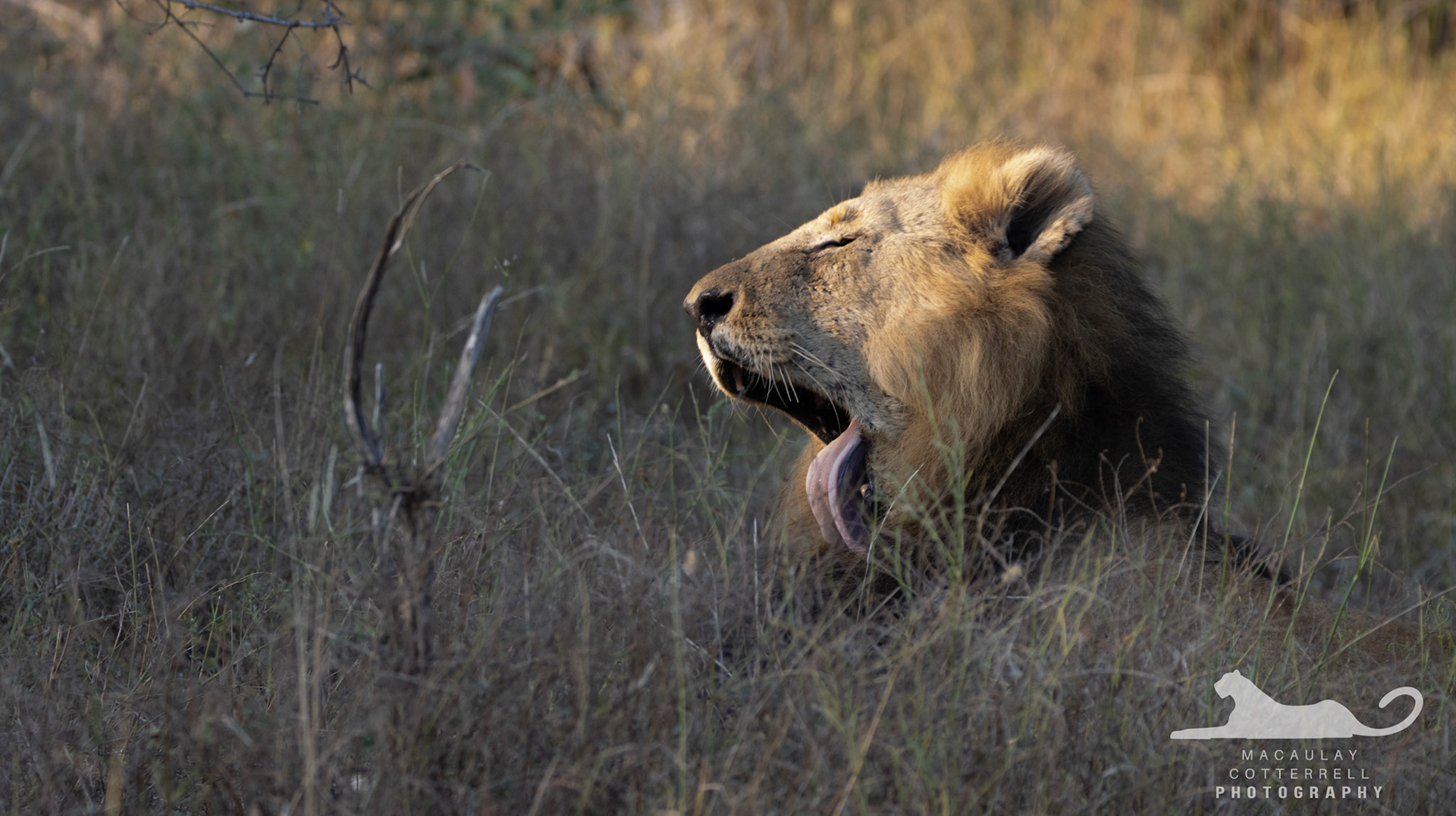 SA039 - Lion
