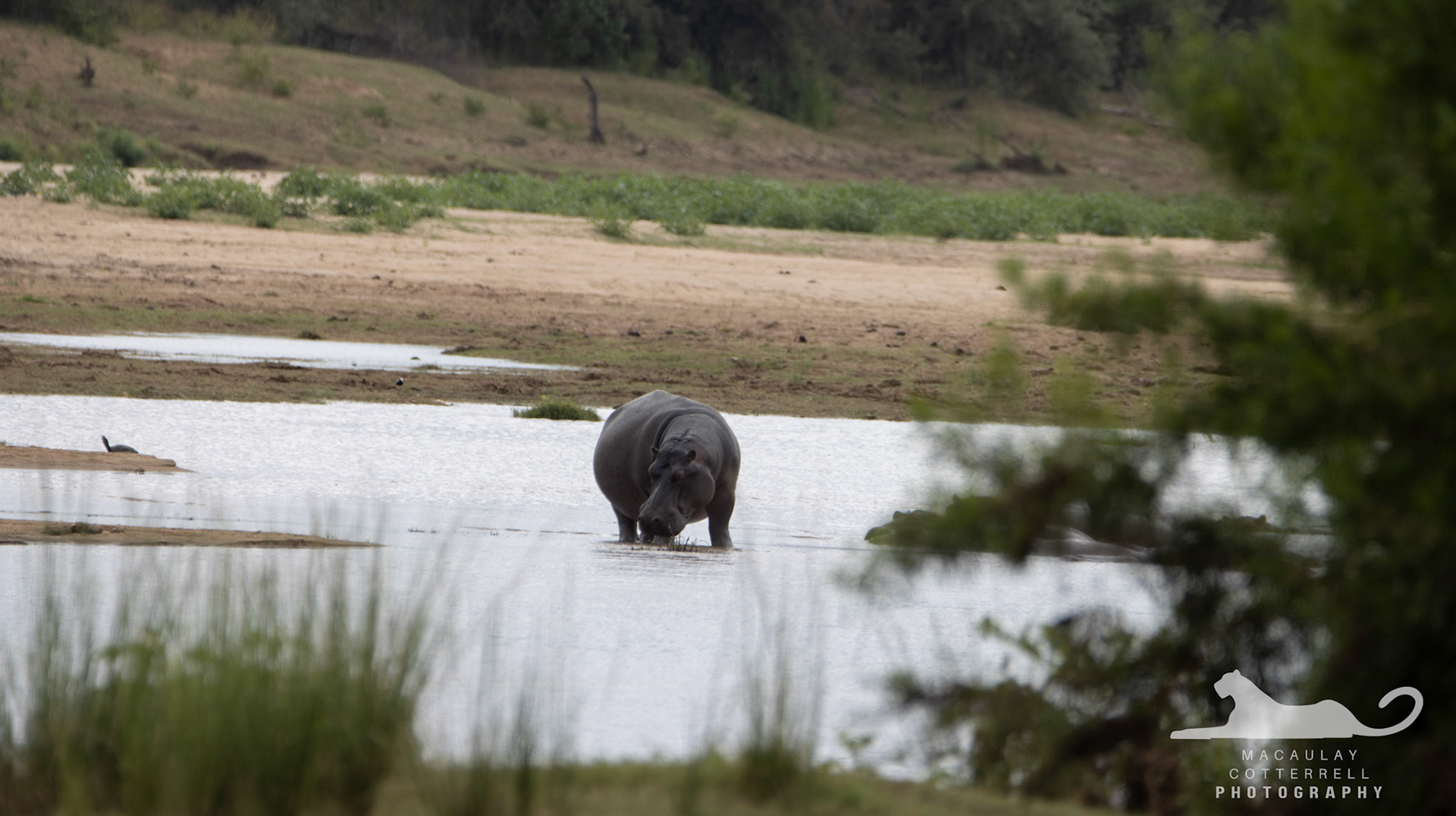 SA014 - Hippopotamus