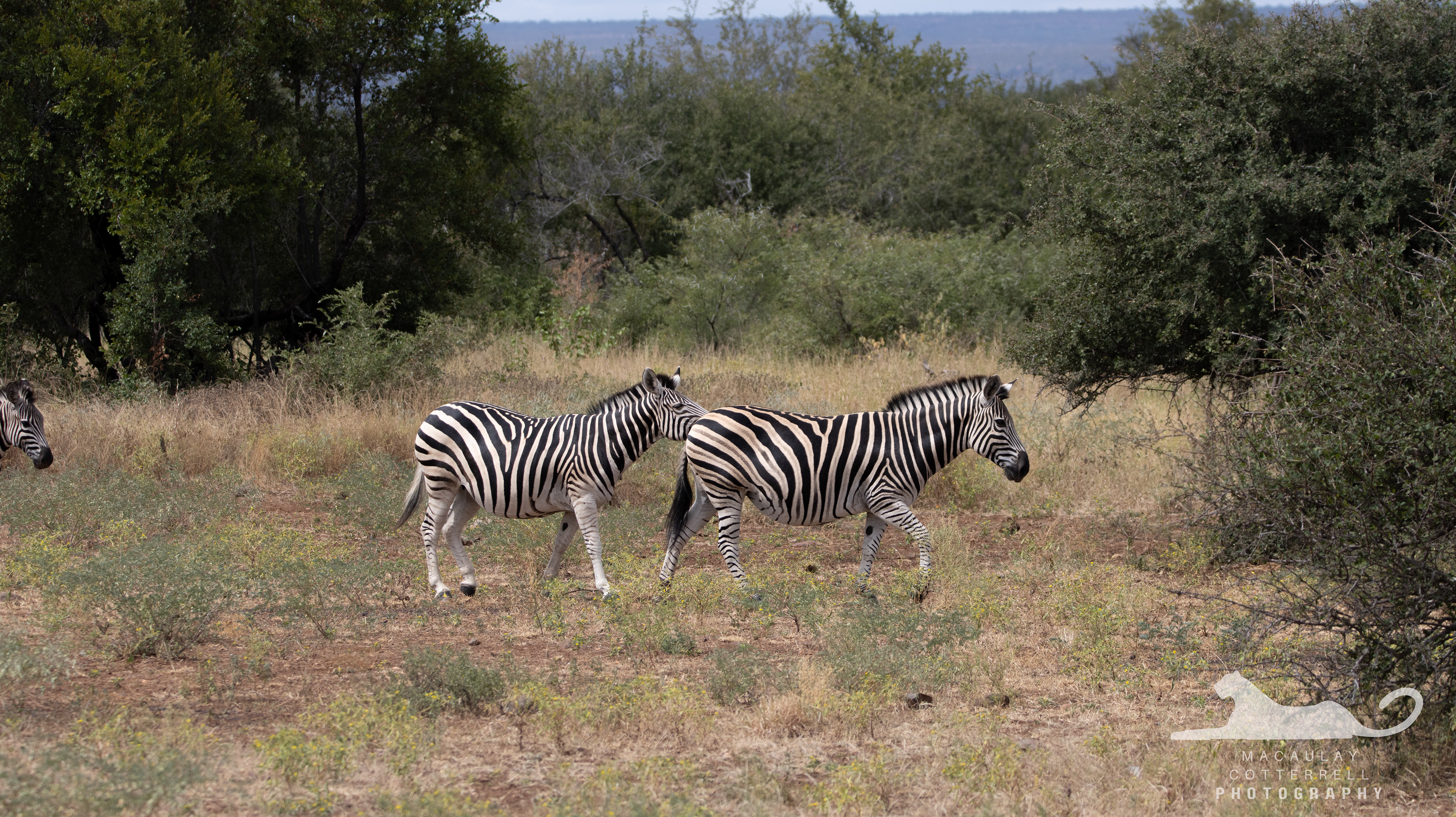 SA068 - Plains Zebra