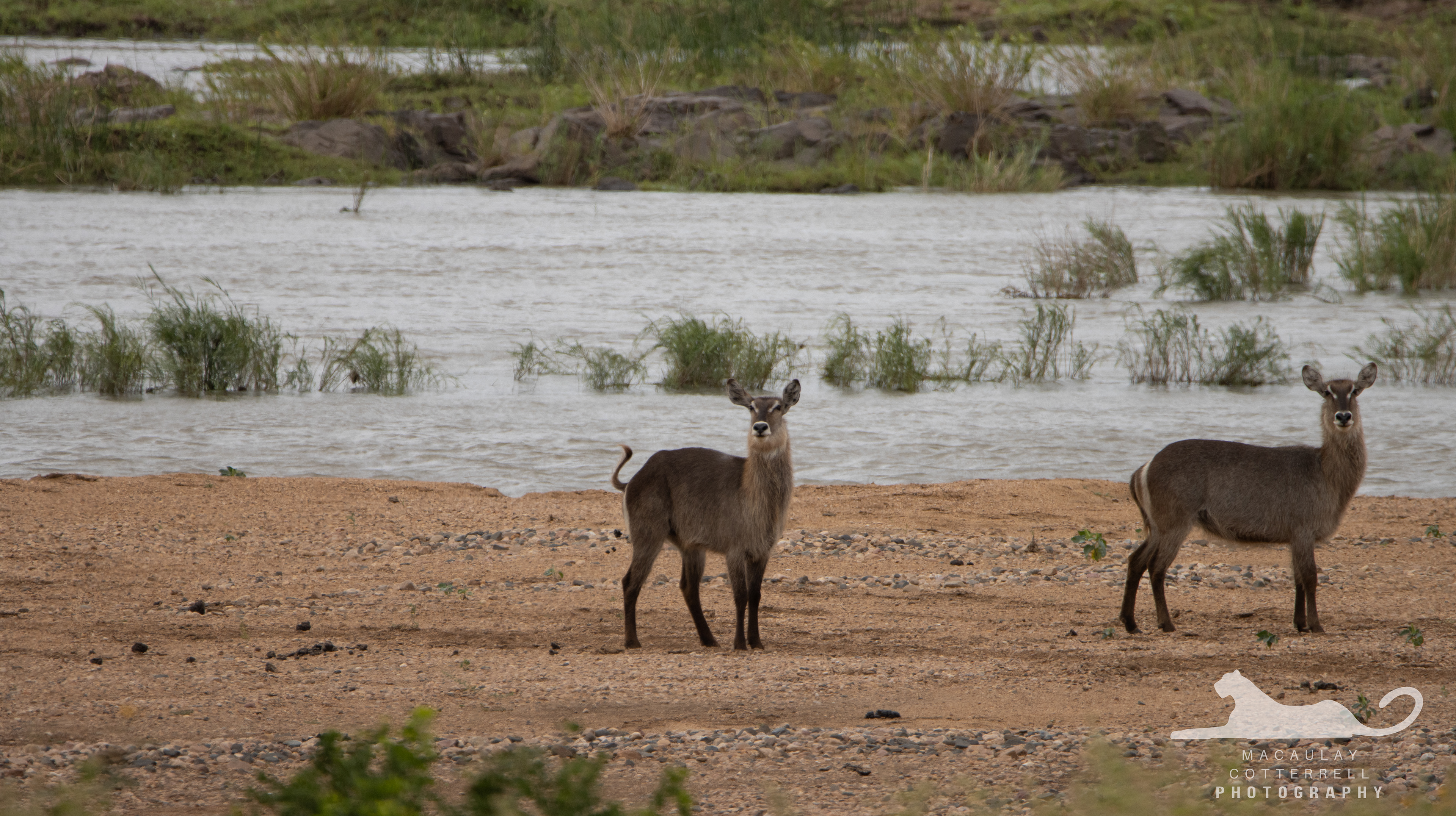 SA052 - Waterbuck