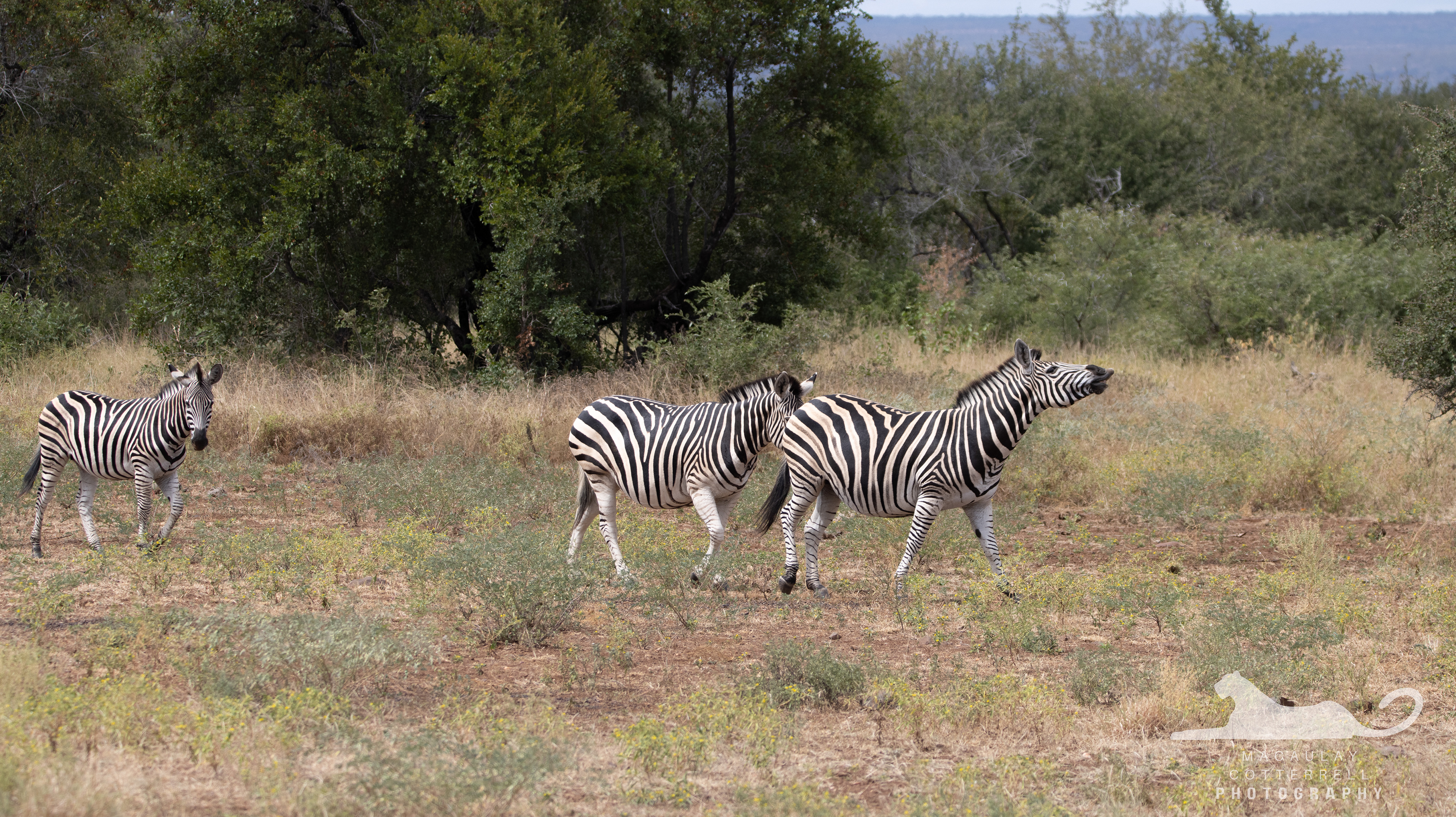 SA067 - Plains Zebra
