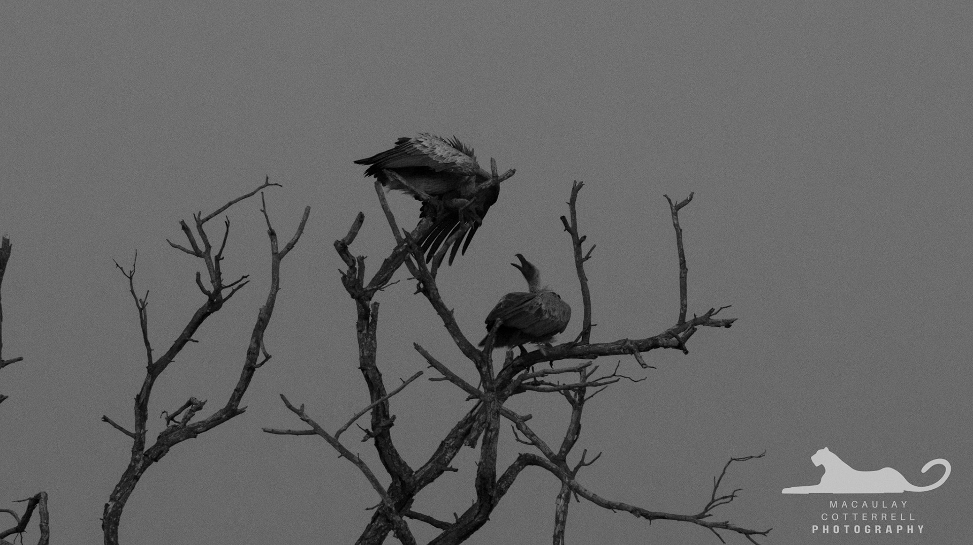 SA036 - White-Backed Vulture