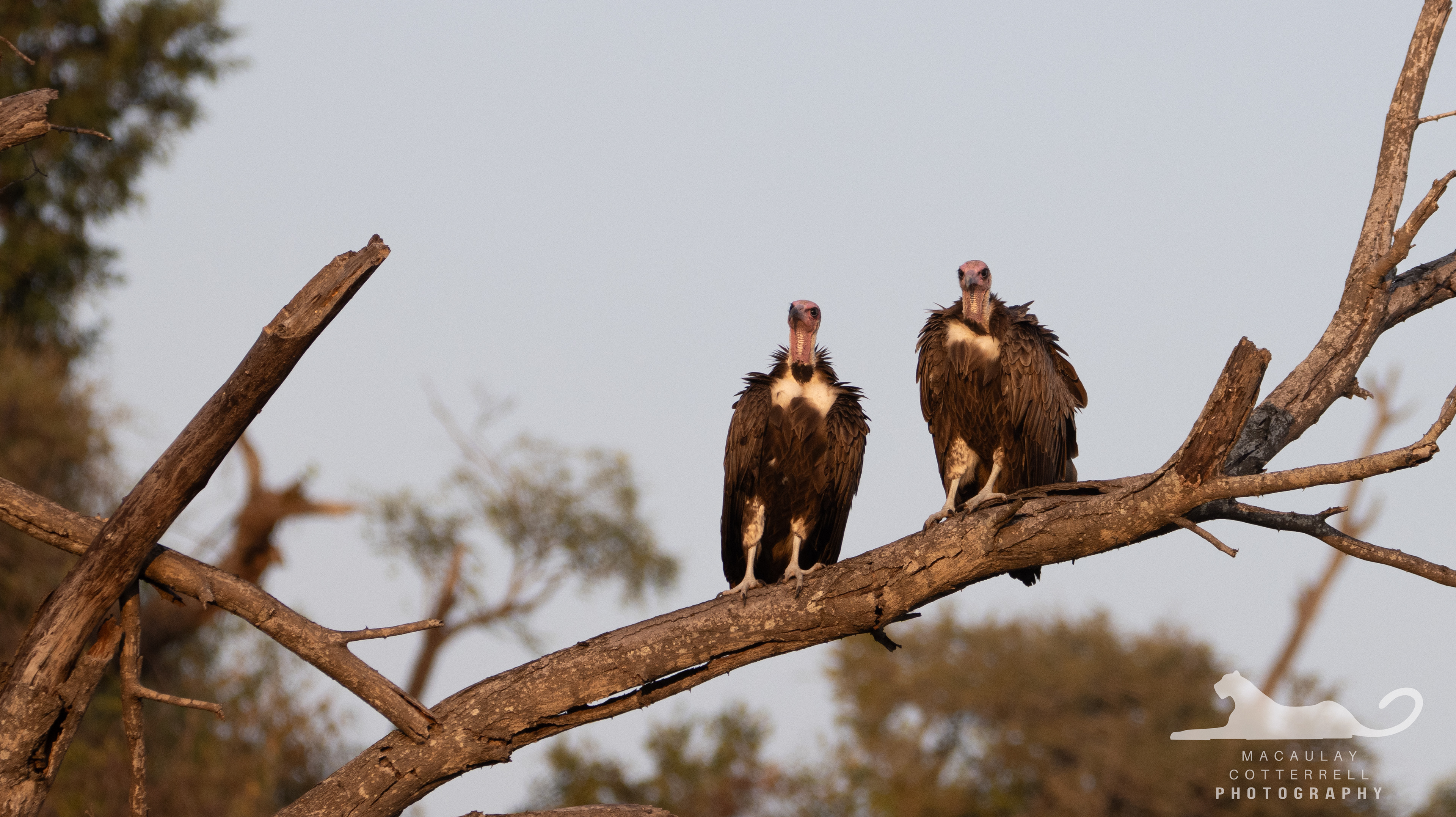SA024 - Hooded Vulture