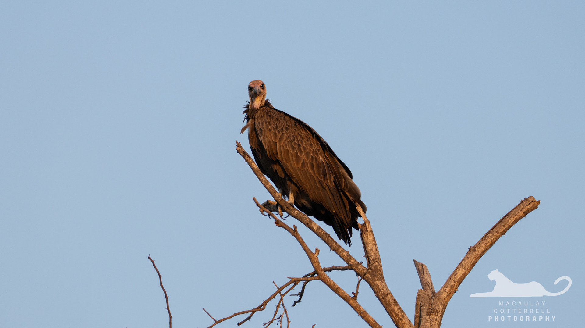 SA031 - Hooded Vulture