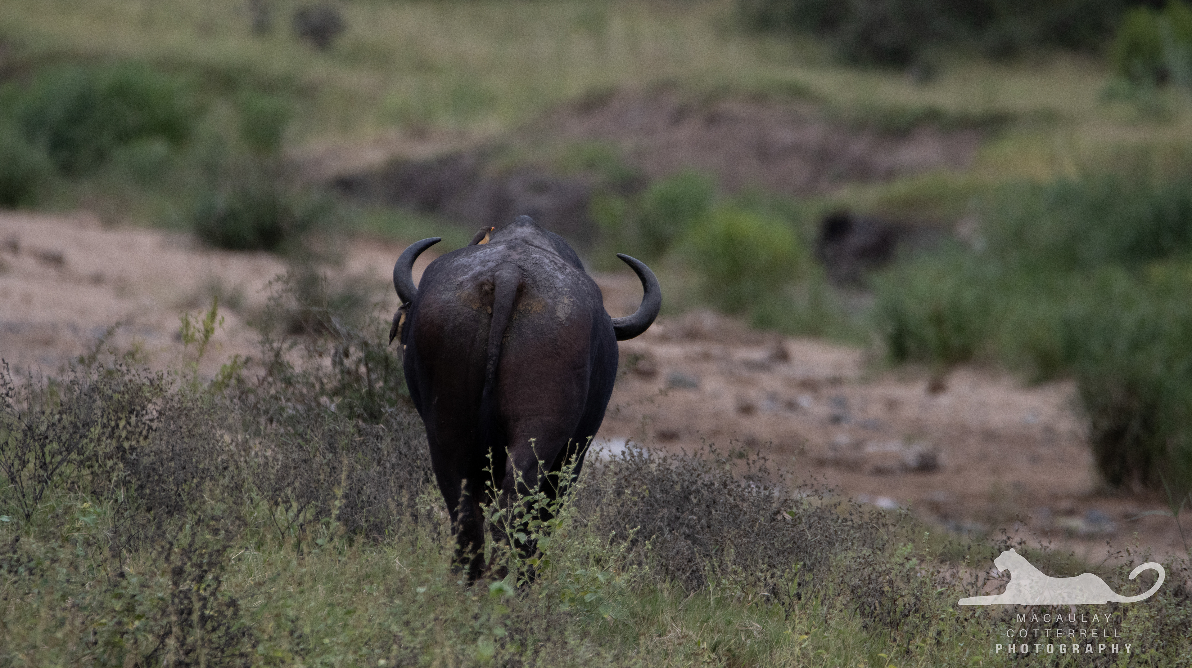 SA046 - Cape Buffalo