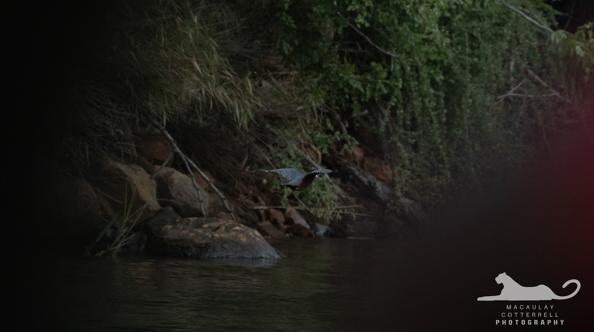 SA003 - Giant Kingfisher
