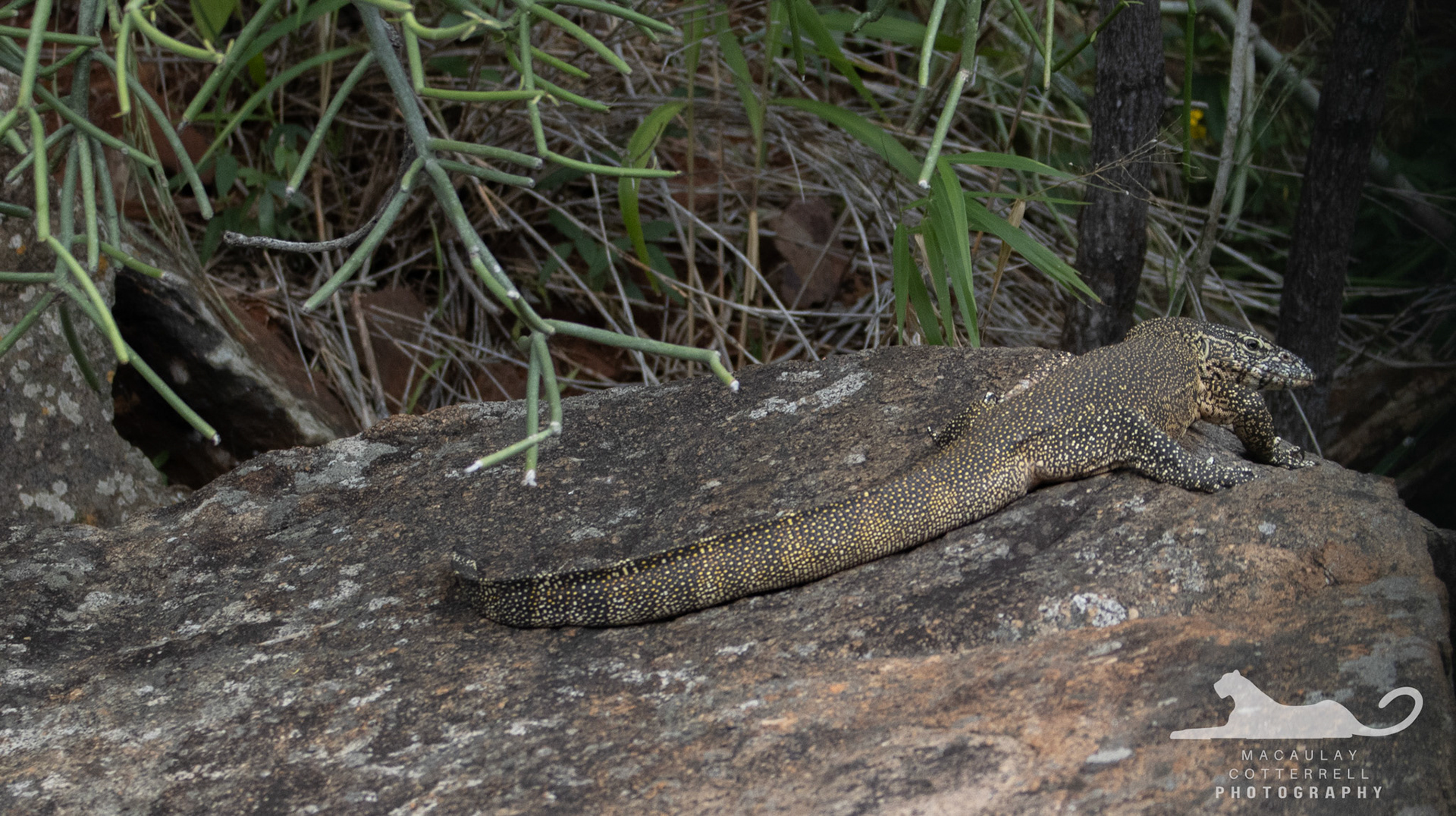 SA004 - Nile Monitor