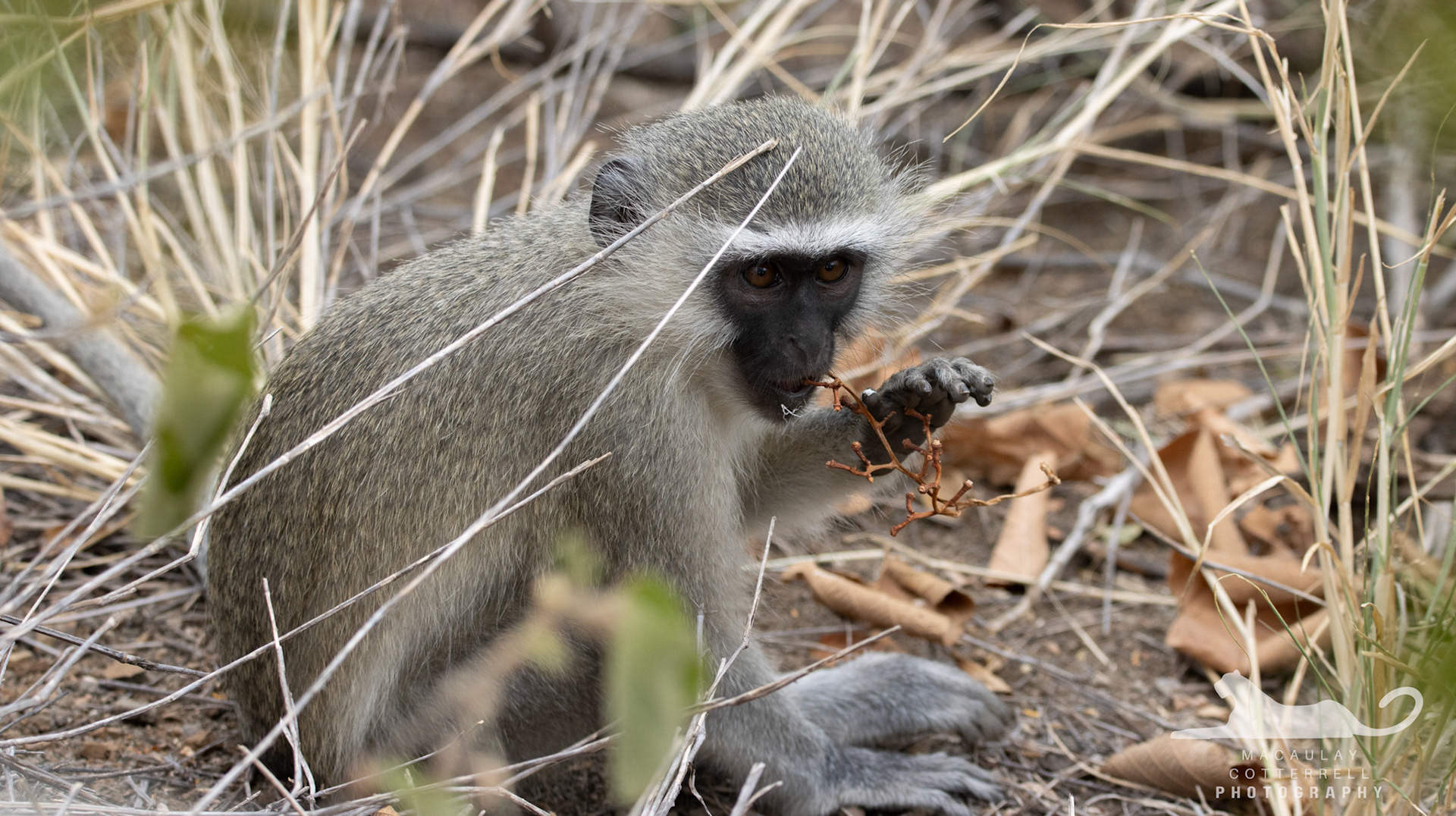 SA019 - Vervet Monkey