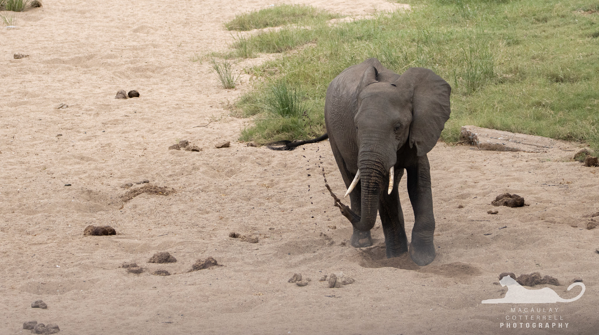 SA011 - African Savanna Elephant