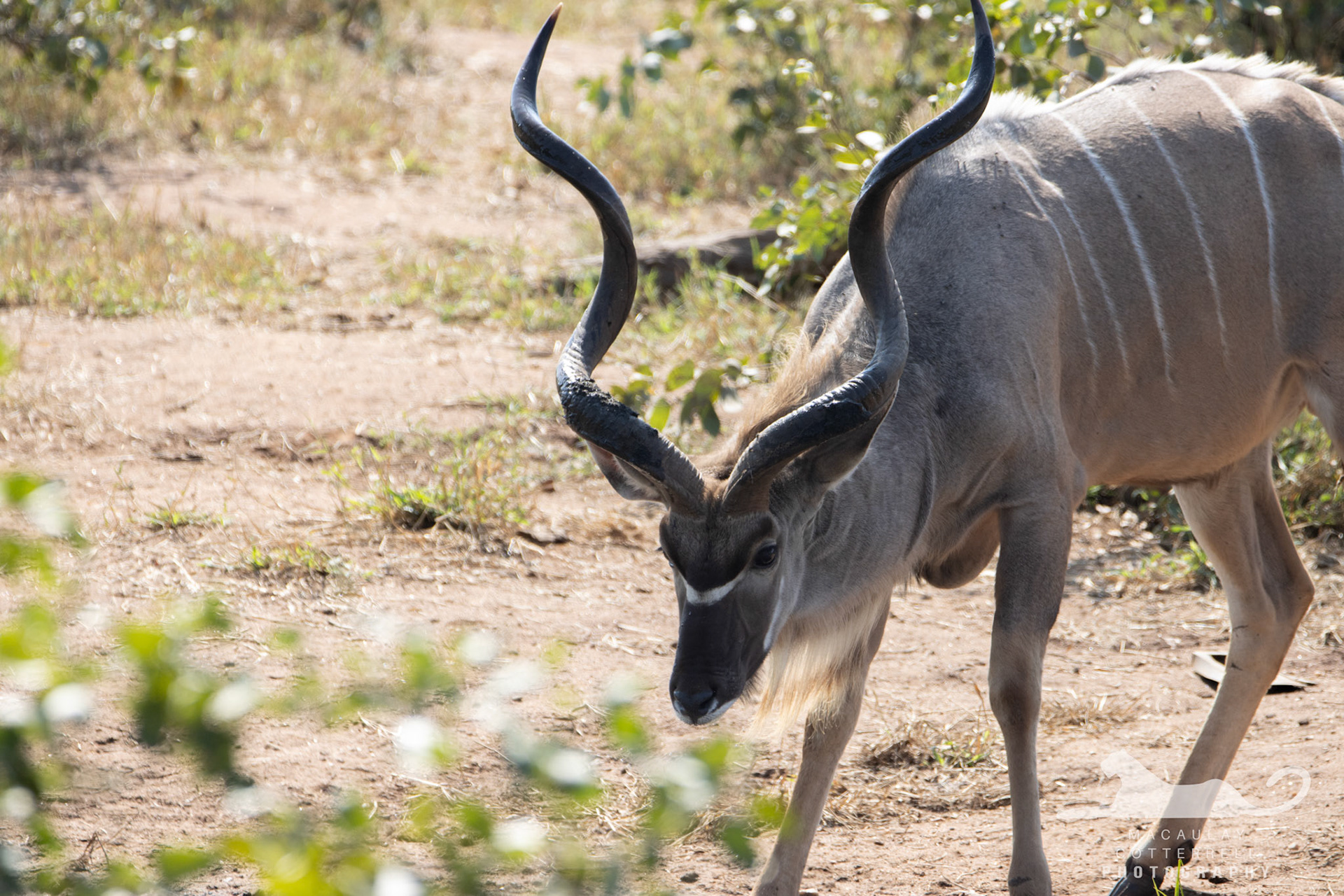 SA030 - Kudu