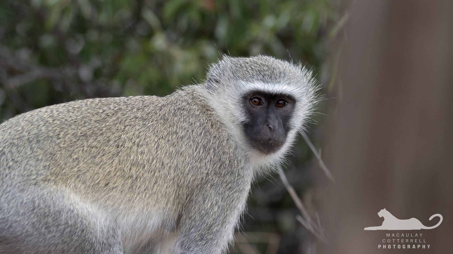 SA020 - Vervet Monkey