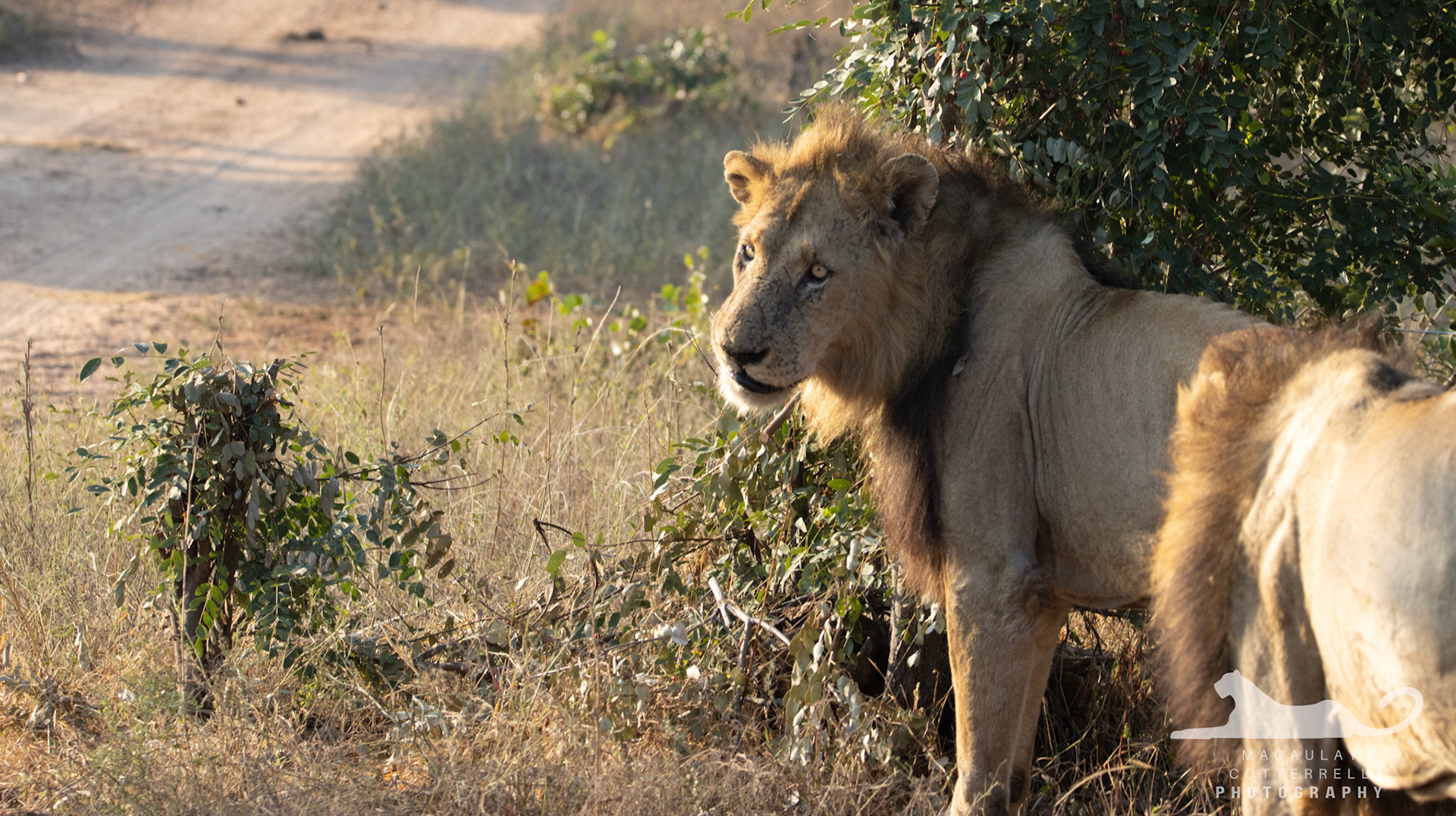 SA040 - Lion