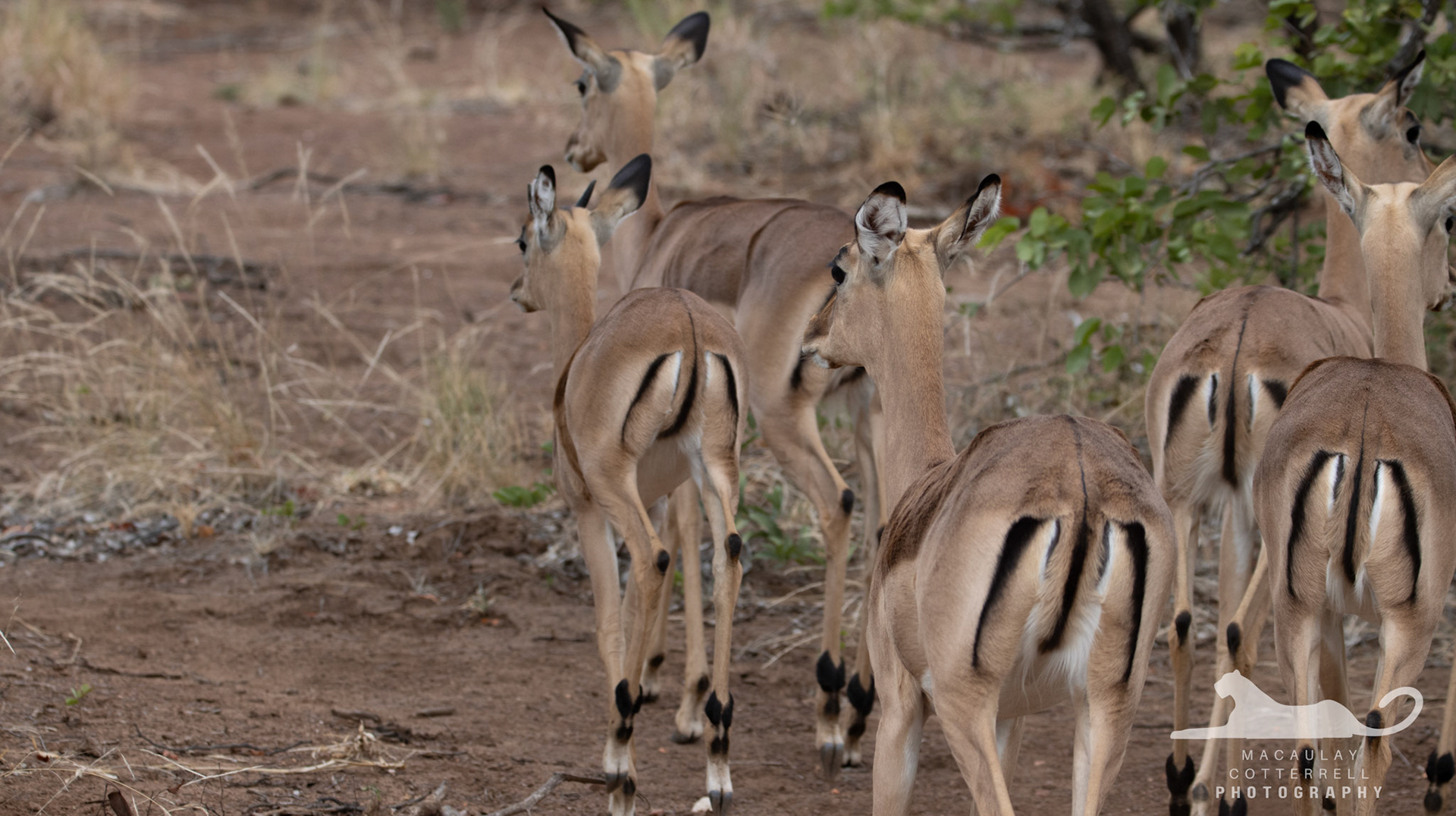 SA015 - Impala