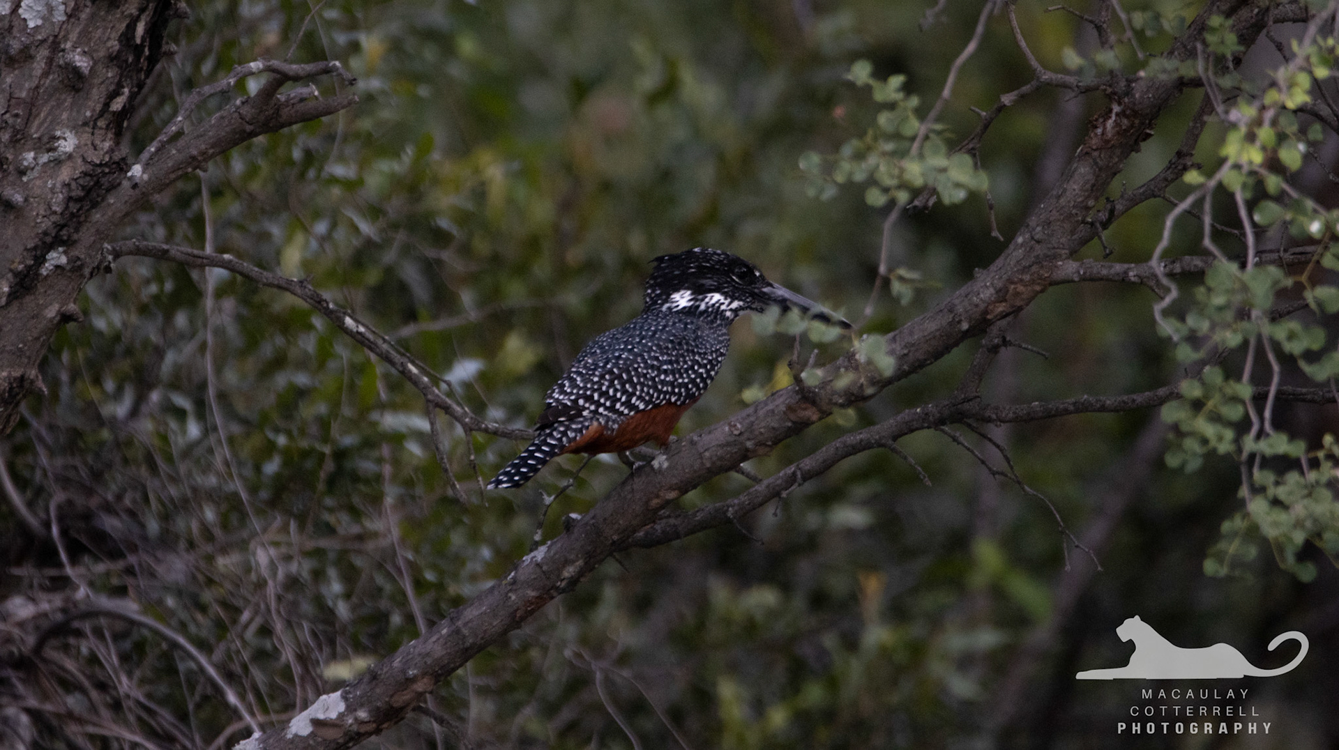 SA002 - Giant Kingfisher