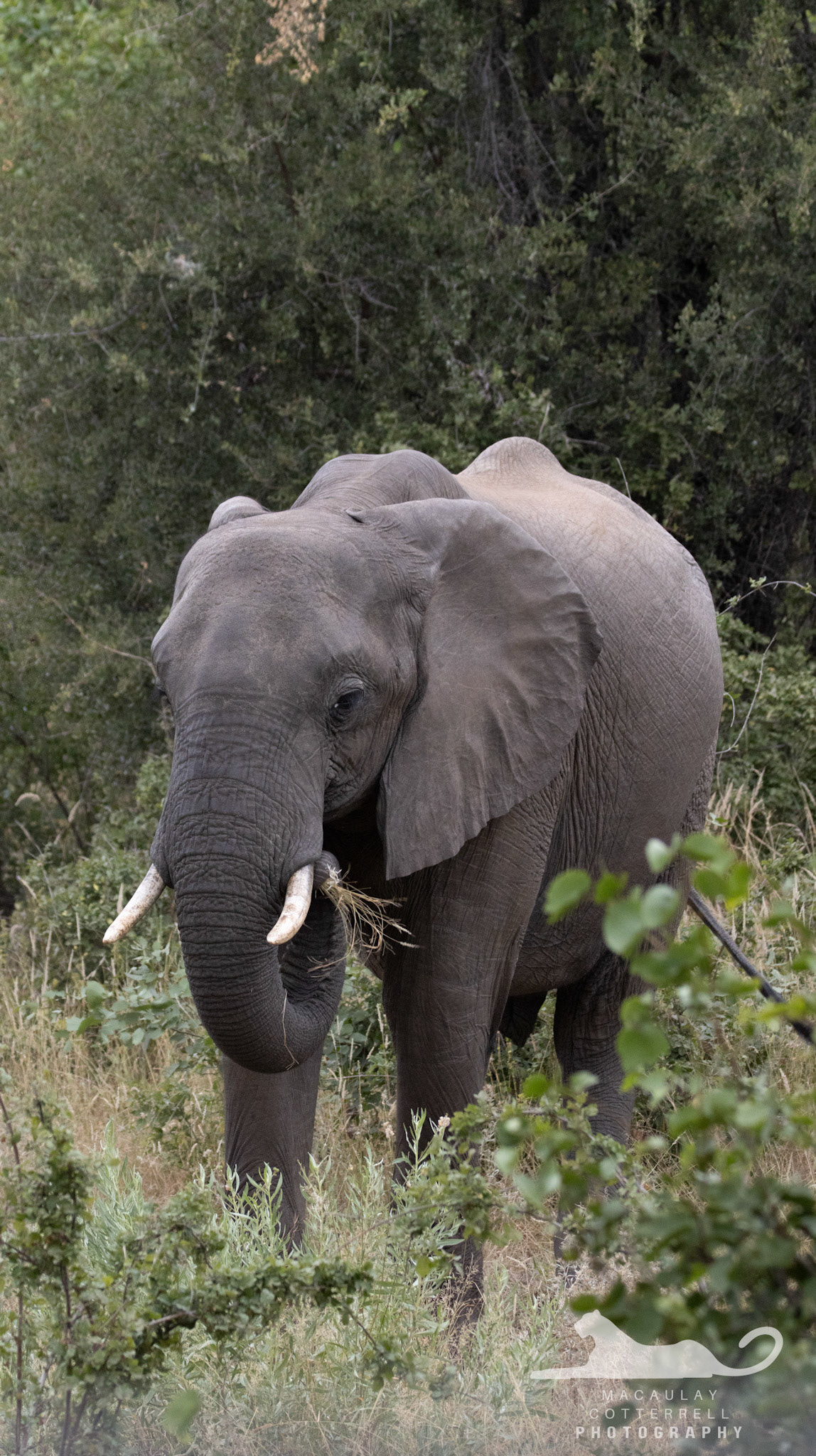 SA022 - African Savanna Eelephant