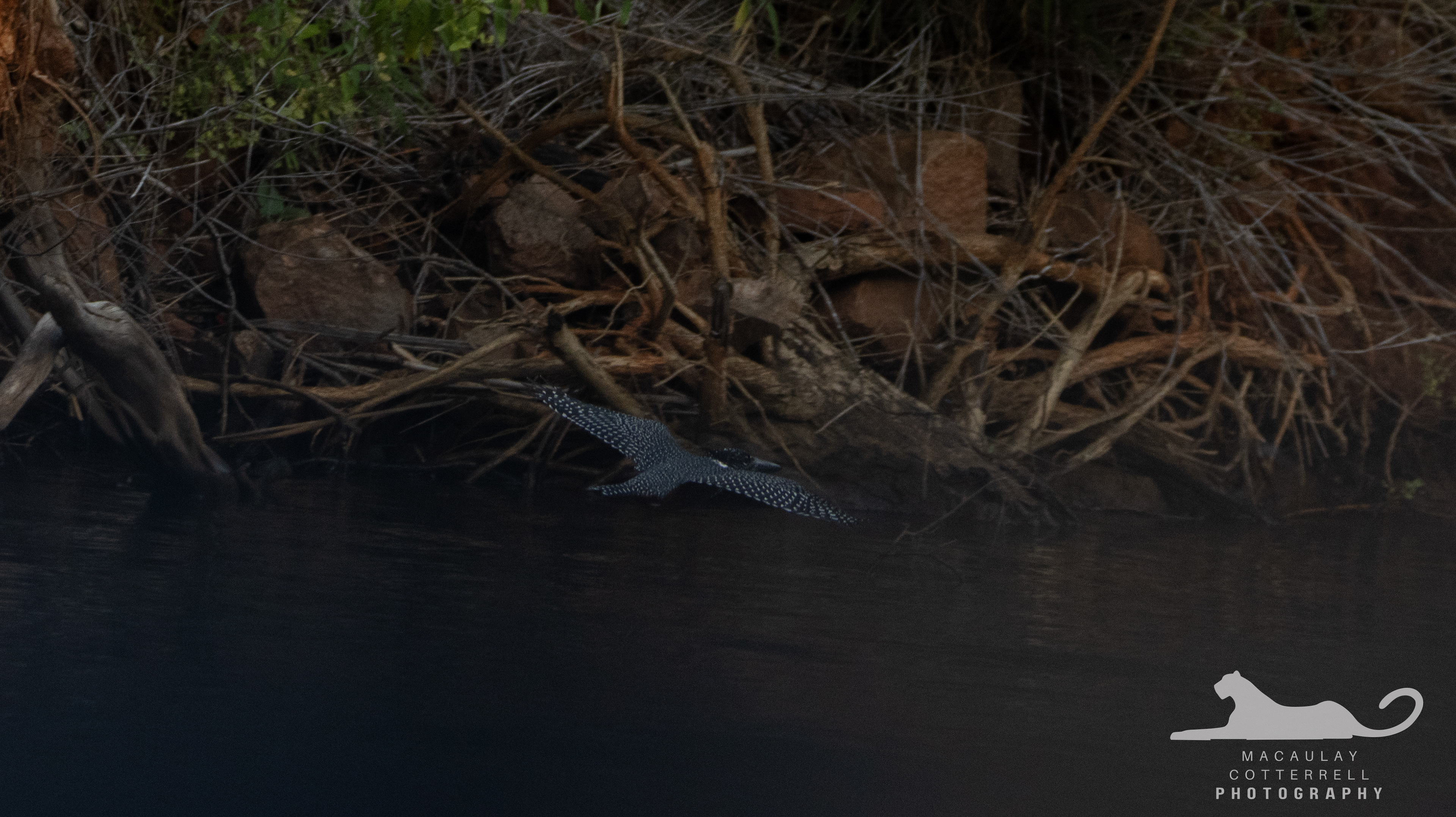 SA054 - Giant Kingfisher