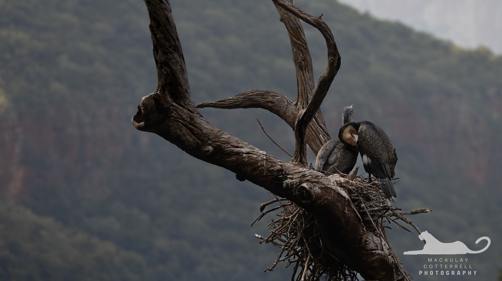 SA006 - White-Breasted Cormorant
