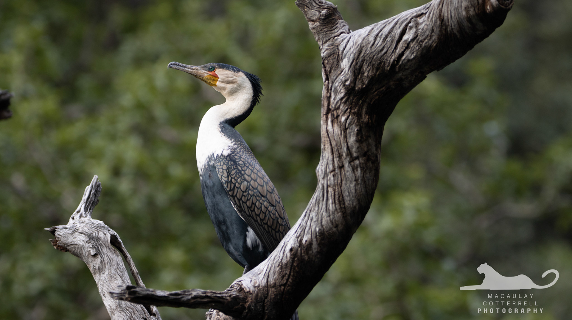 SA005 - White-Breasted Cormorant