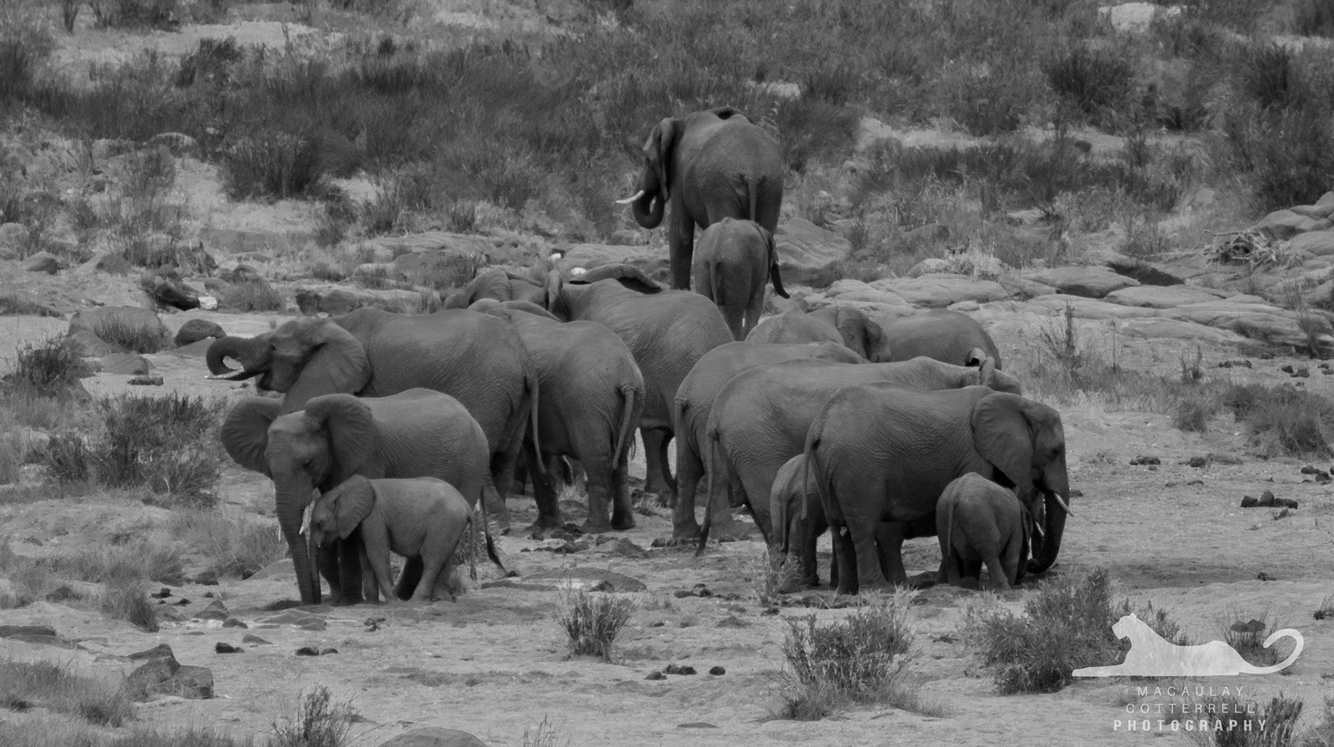 SA009 - African Savanna Elephant
