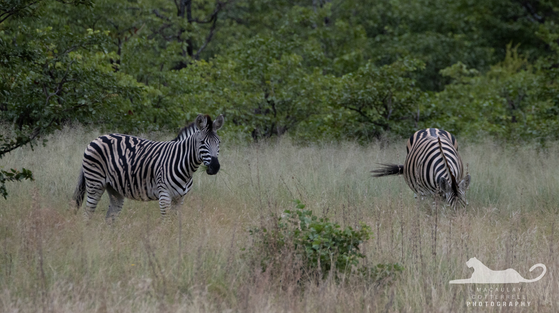 SA007 - Plains Zebra