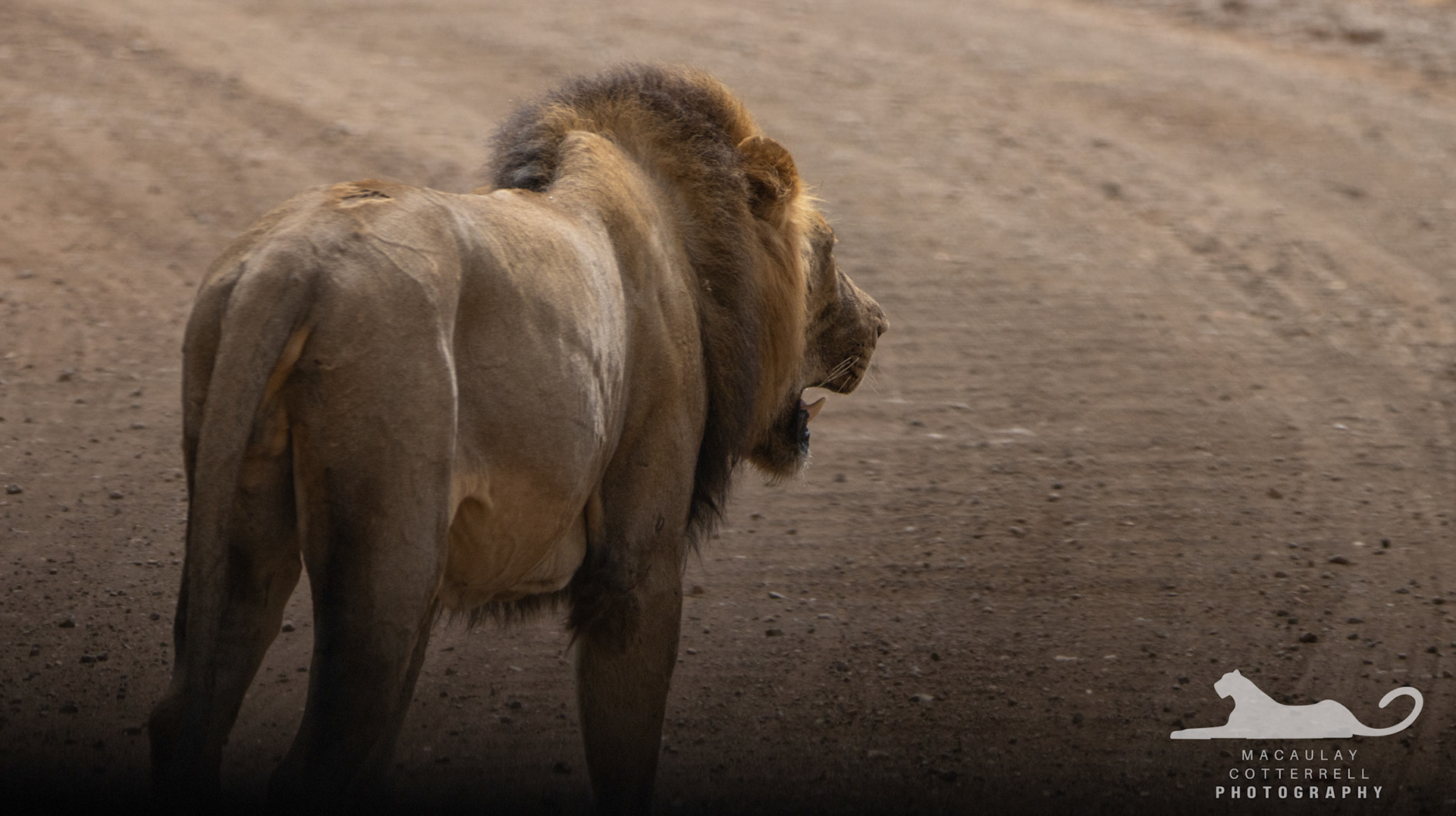 SA012 - Lion