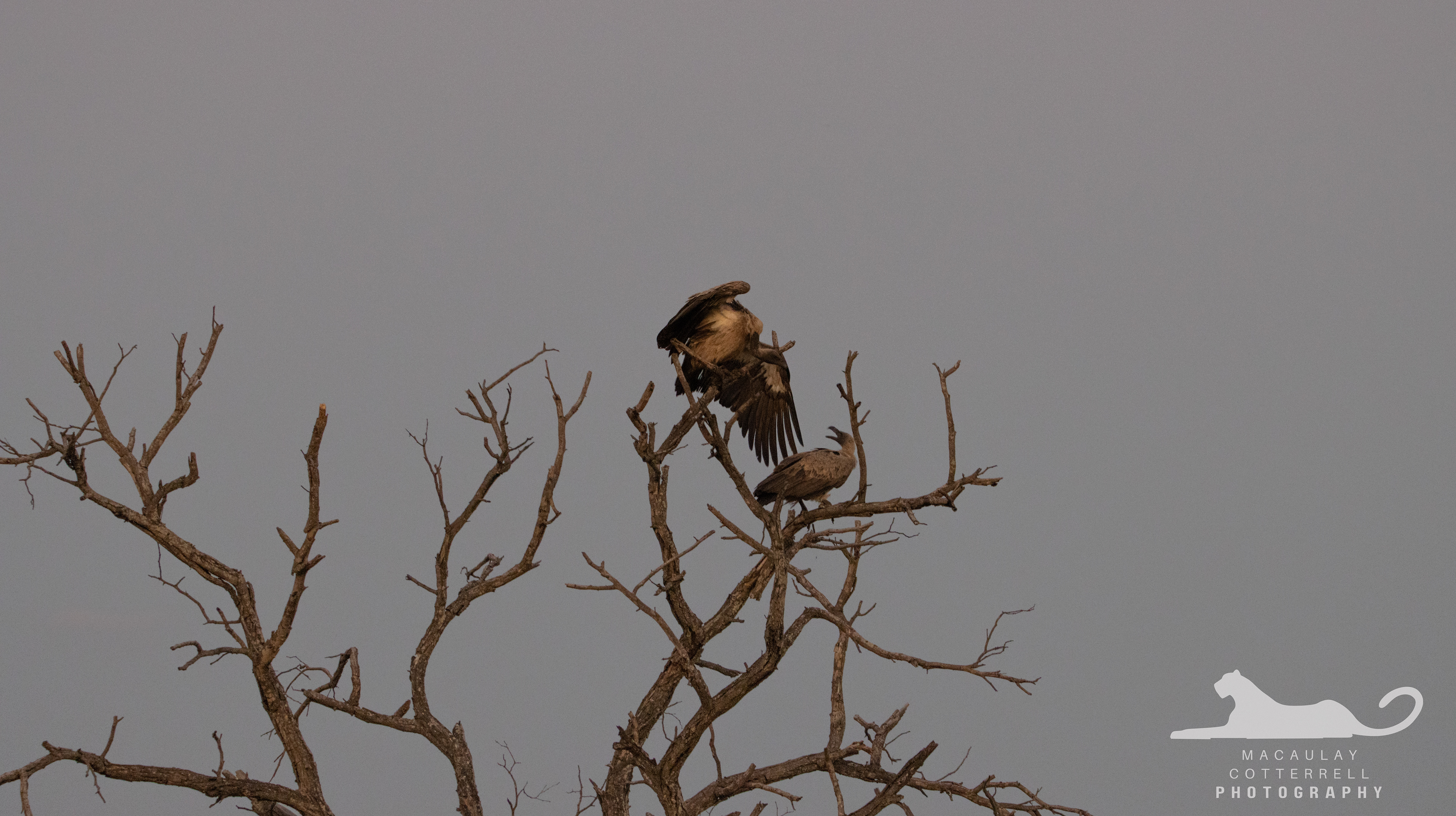 SA057 - White-Backed Vulture