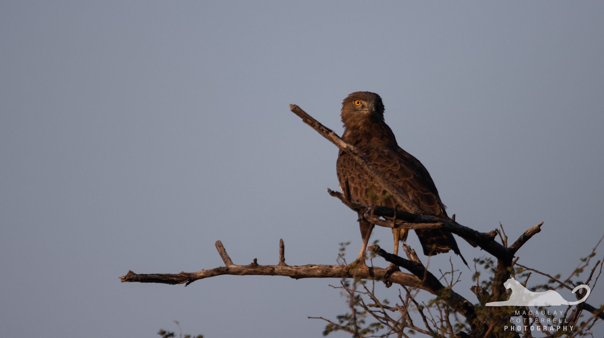 SA038 - Brown Snake Eagle