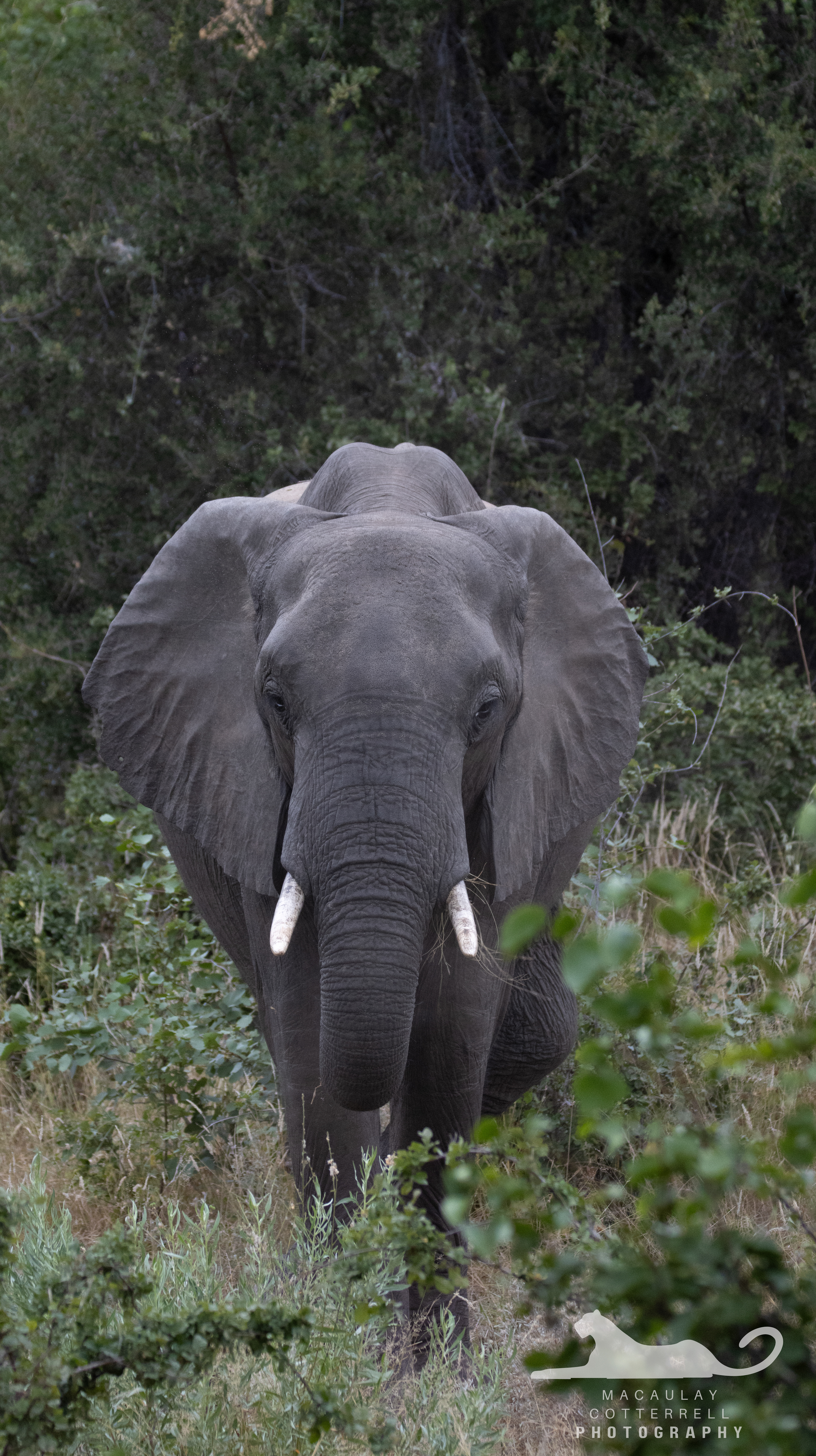 SA041- African Savanna Elephant