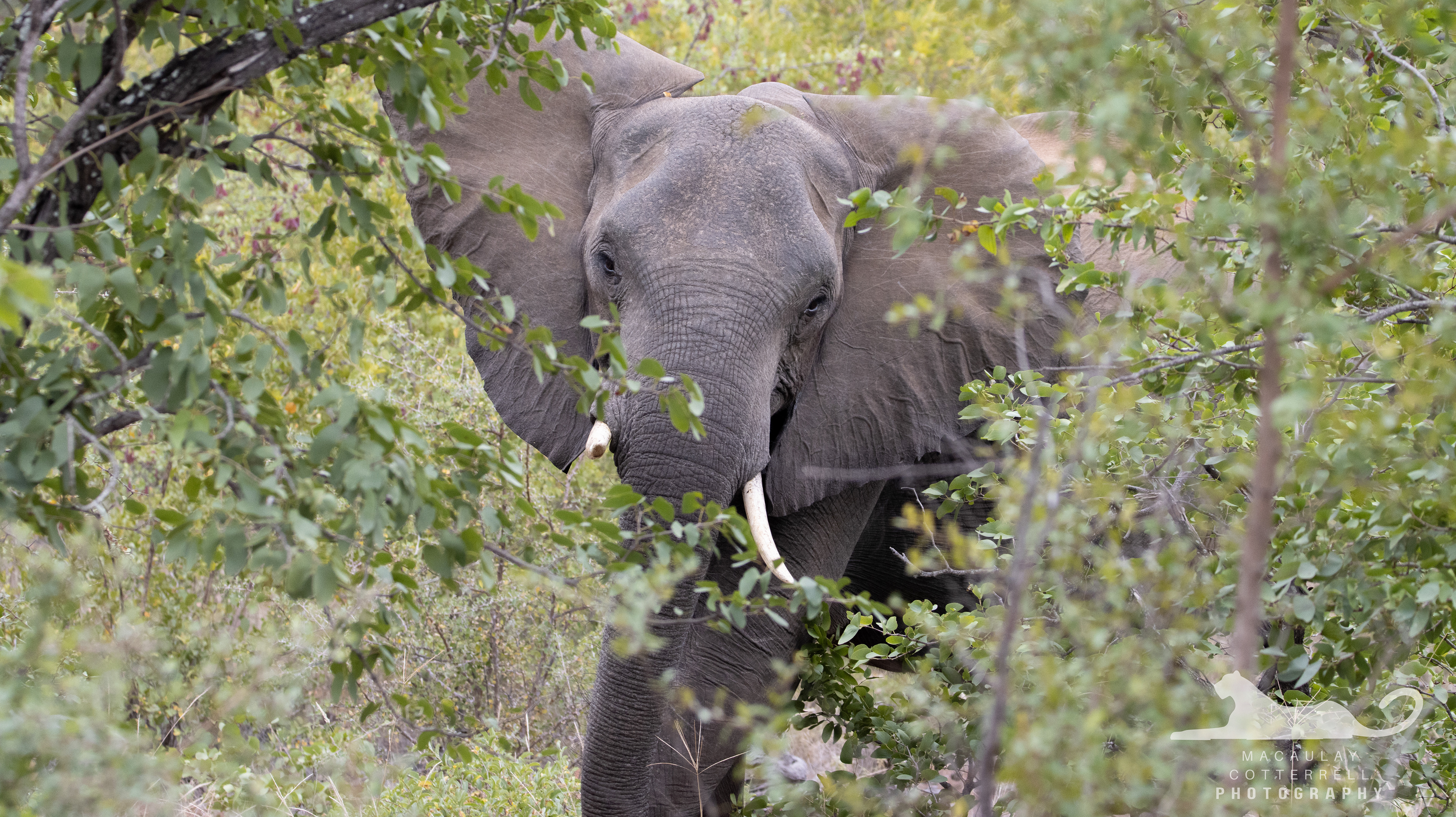 SA062 - African Savanna Elephant