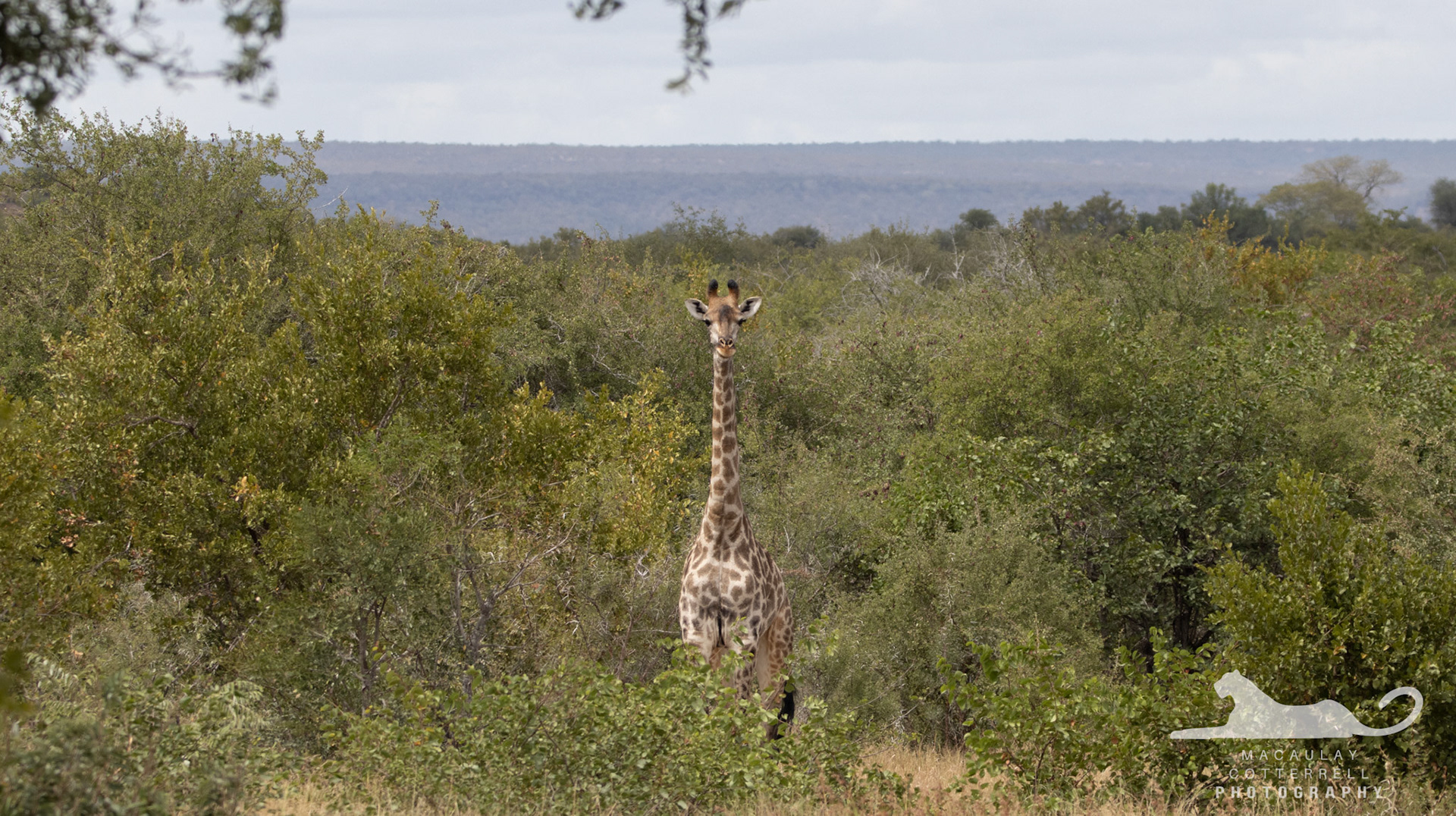 SA017 - Giraffe
