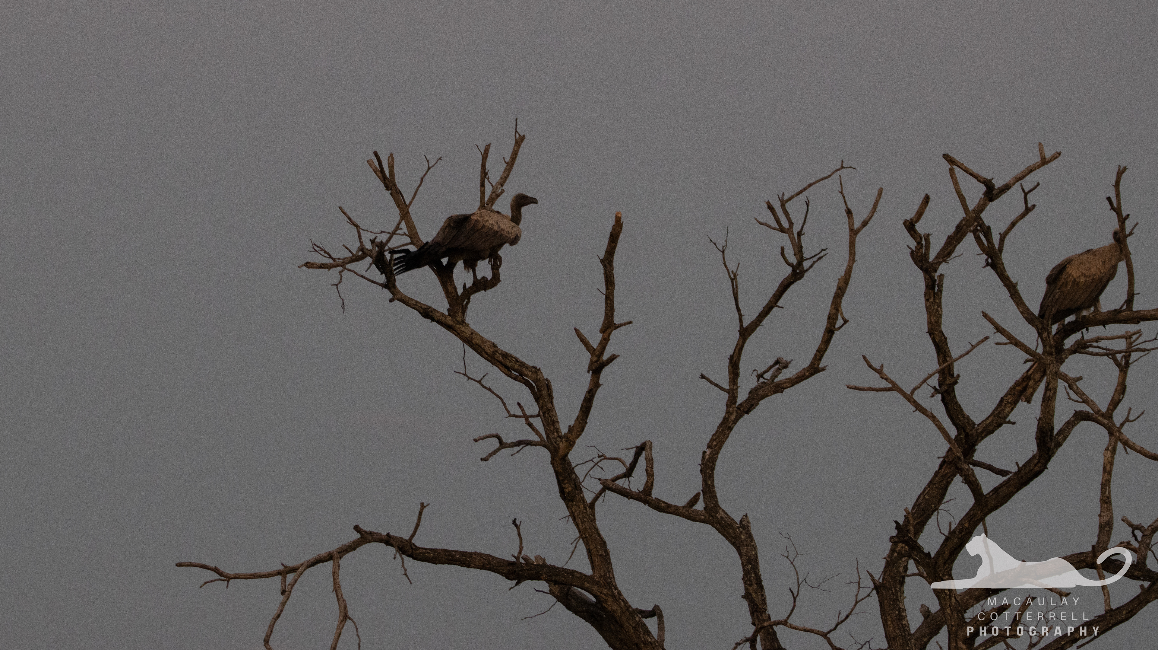 SA055 - White-Backed Vulture