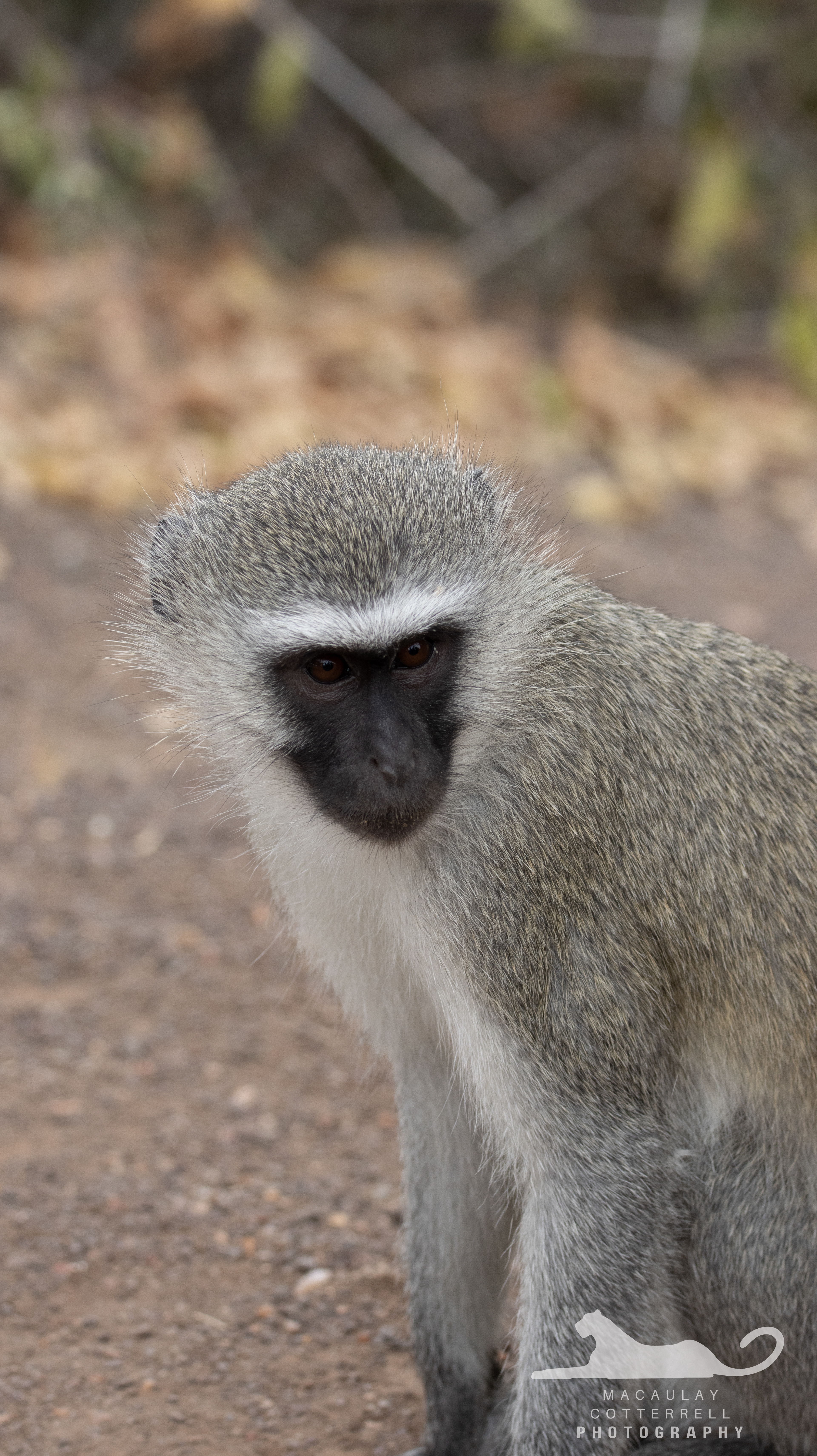 SA063 - Vervet Monkey