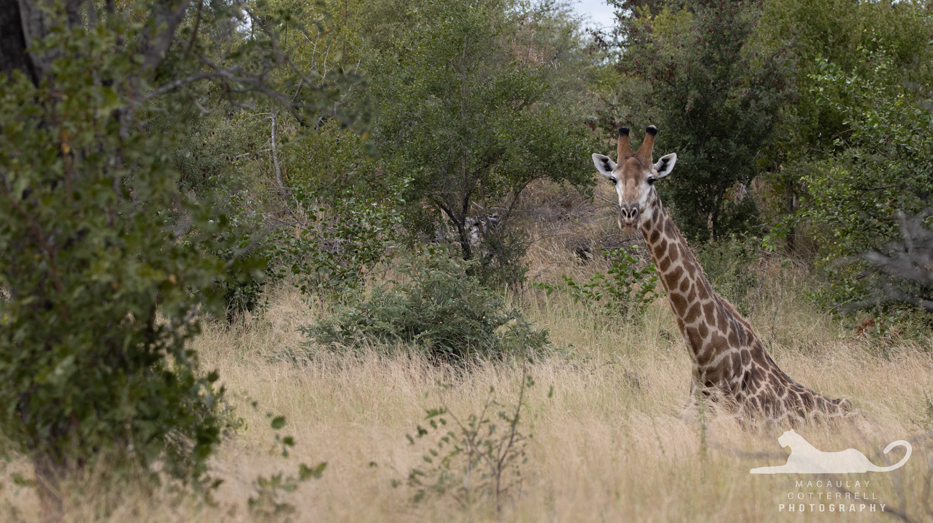 SA018 - Giraffe